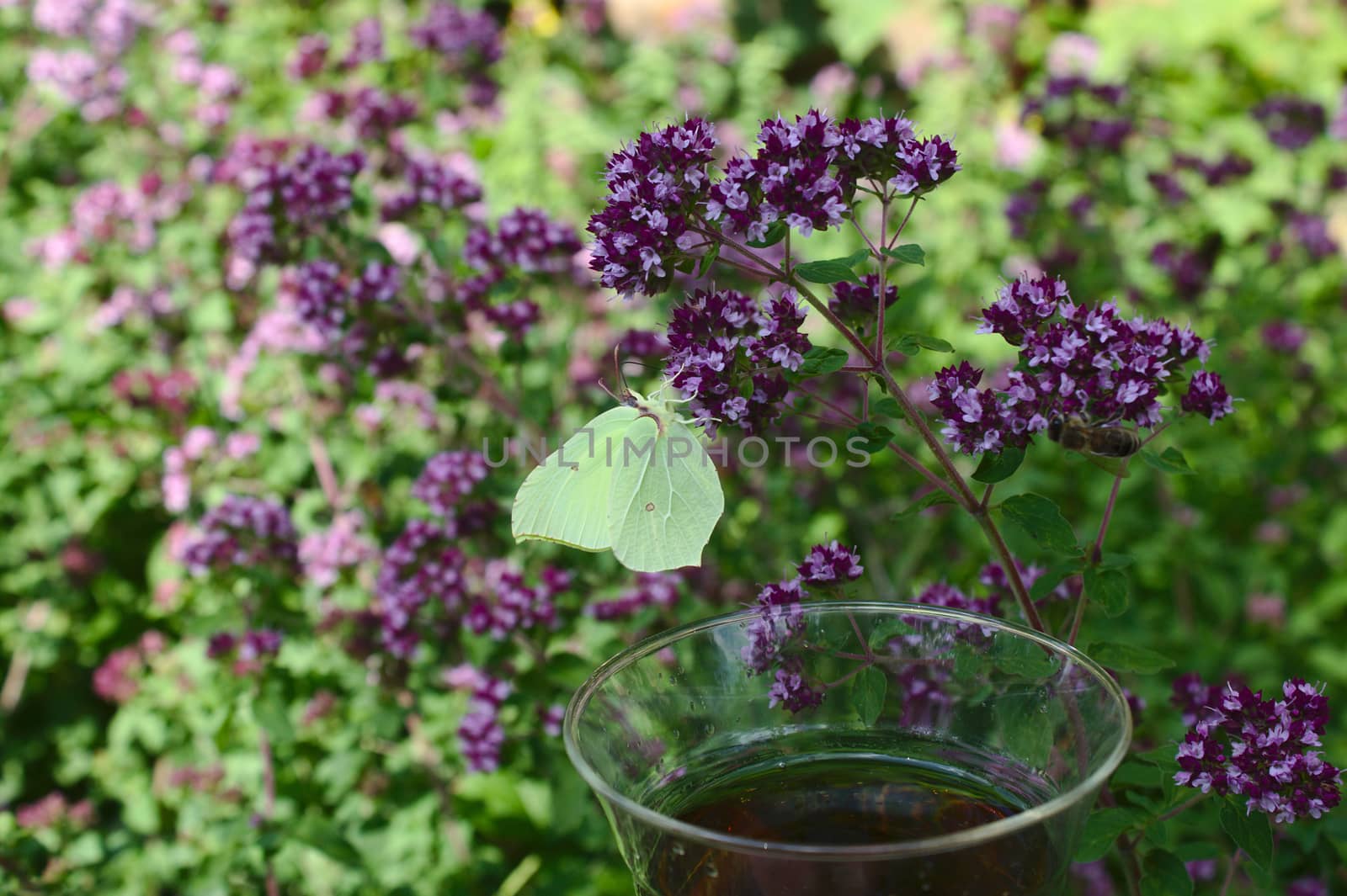 The picture shows mint in the forest and mint tea
