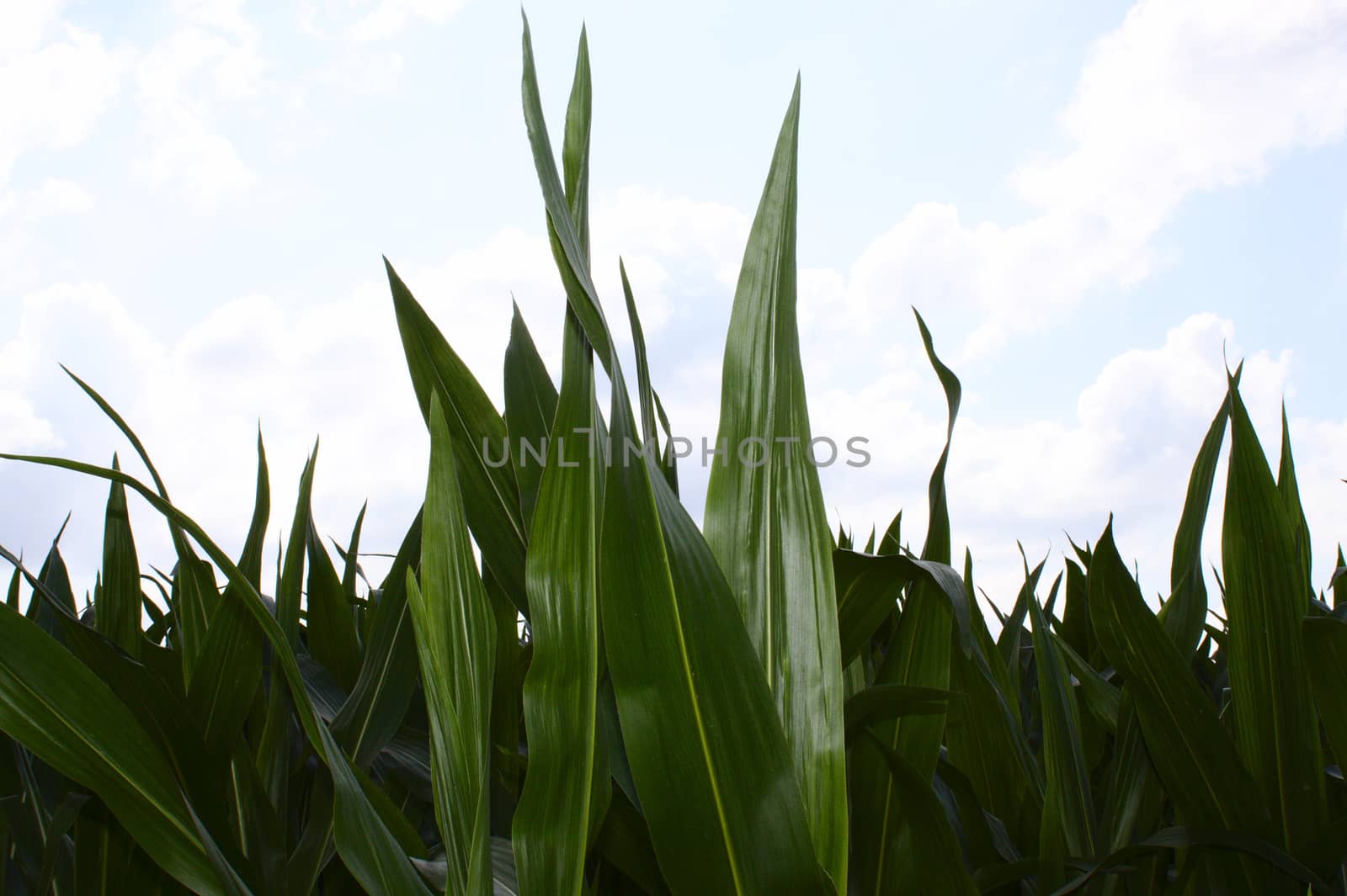 The picture shows corn field in the summer