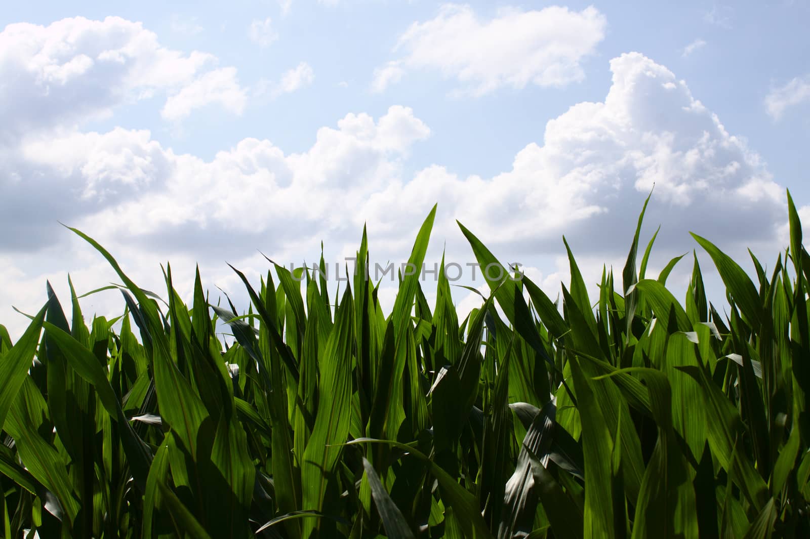 The picture shows a corn field in the summer