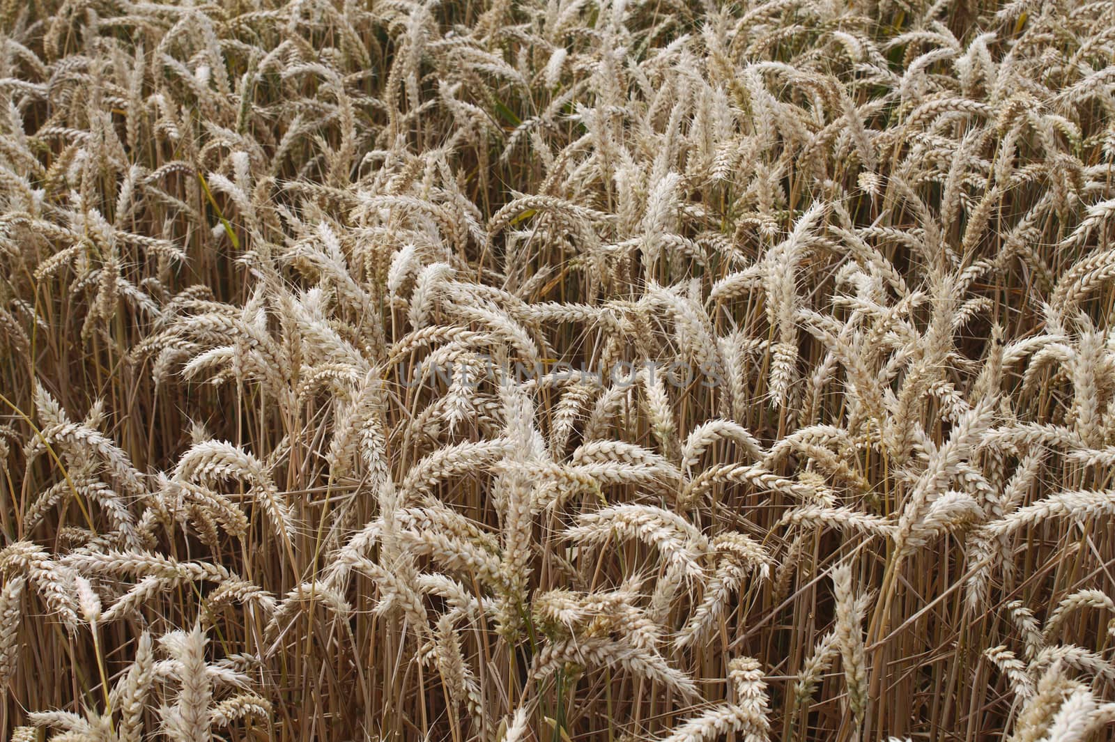 wheat field in the summer by martina_unbehauen