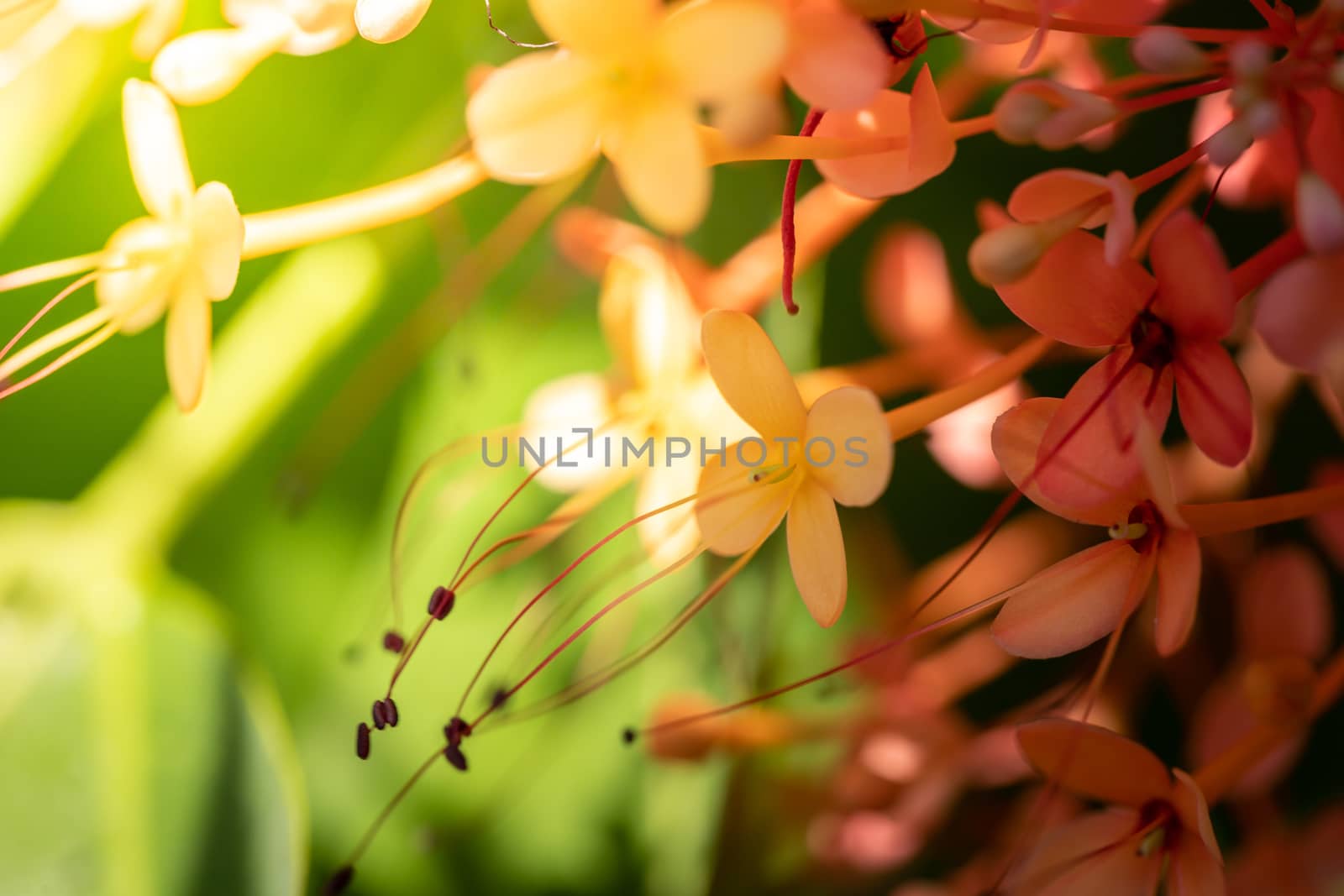 The background image of the colorful flowers, background nature