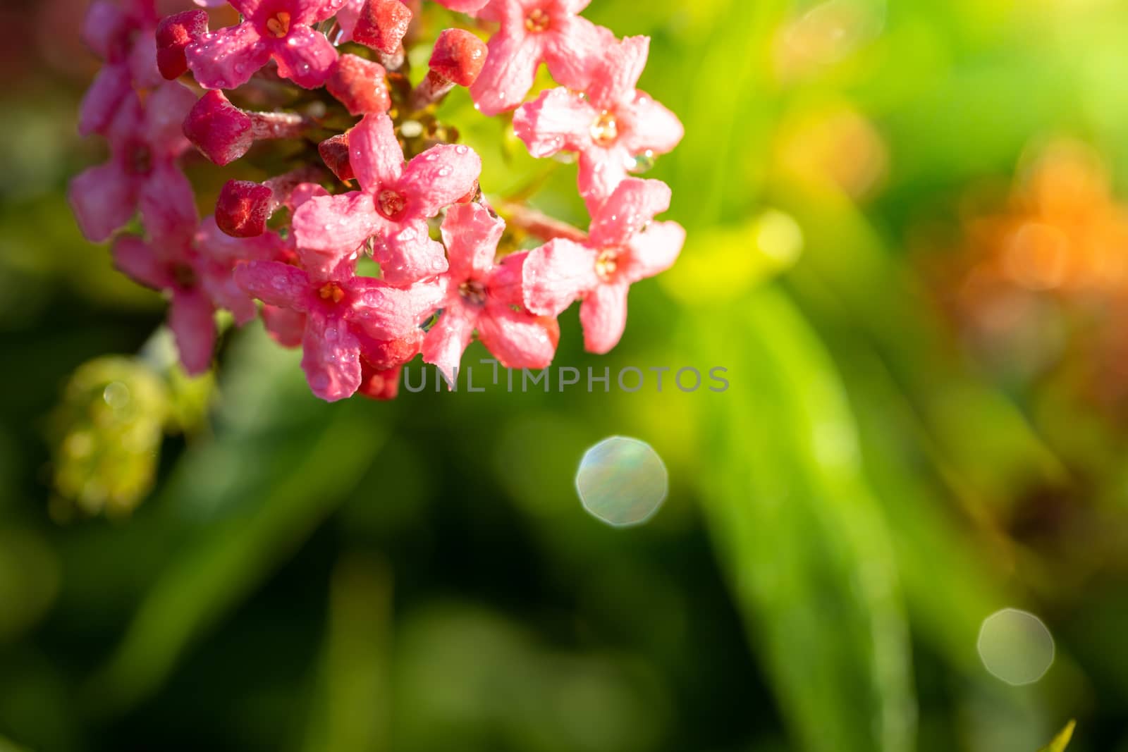 The background image of the colorful flowers, background nature