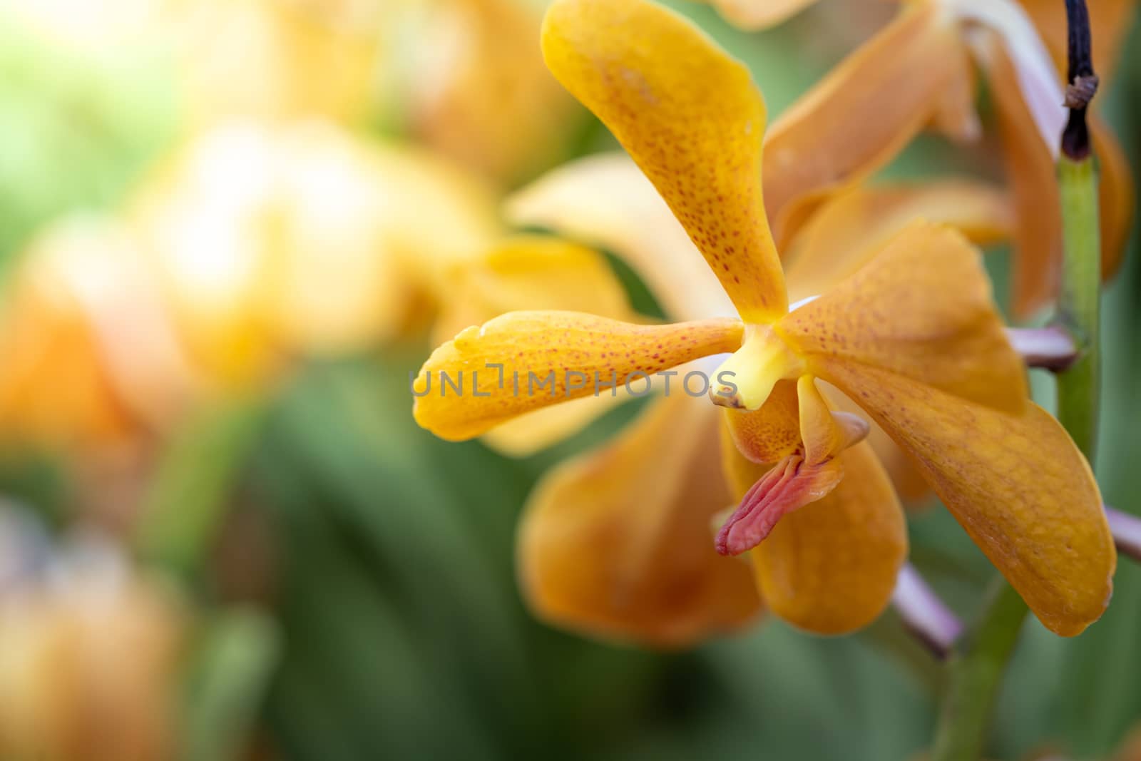 Beautiful blooming orchids in forest, On the bright sunshine