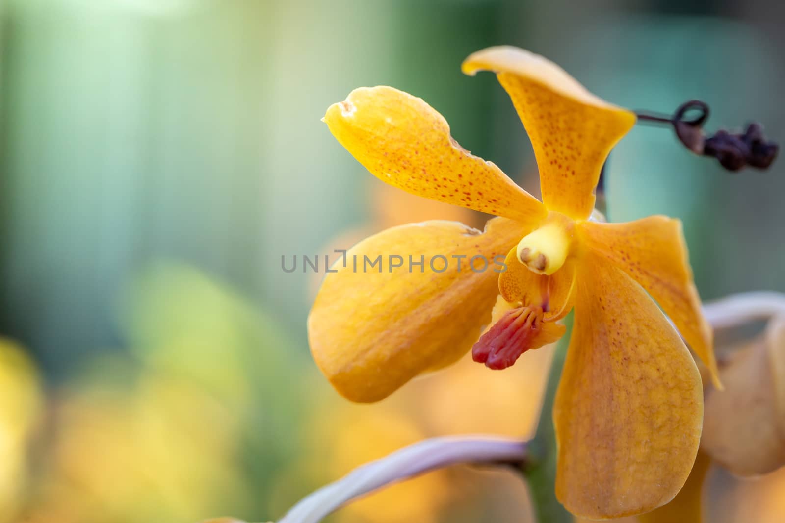 Beautiful blooming orchids in forest, On the bright sunshine