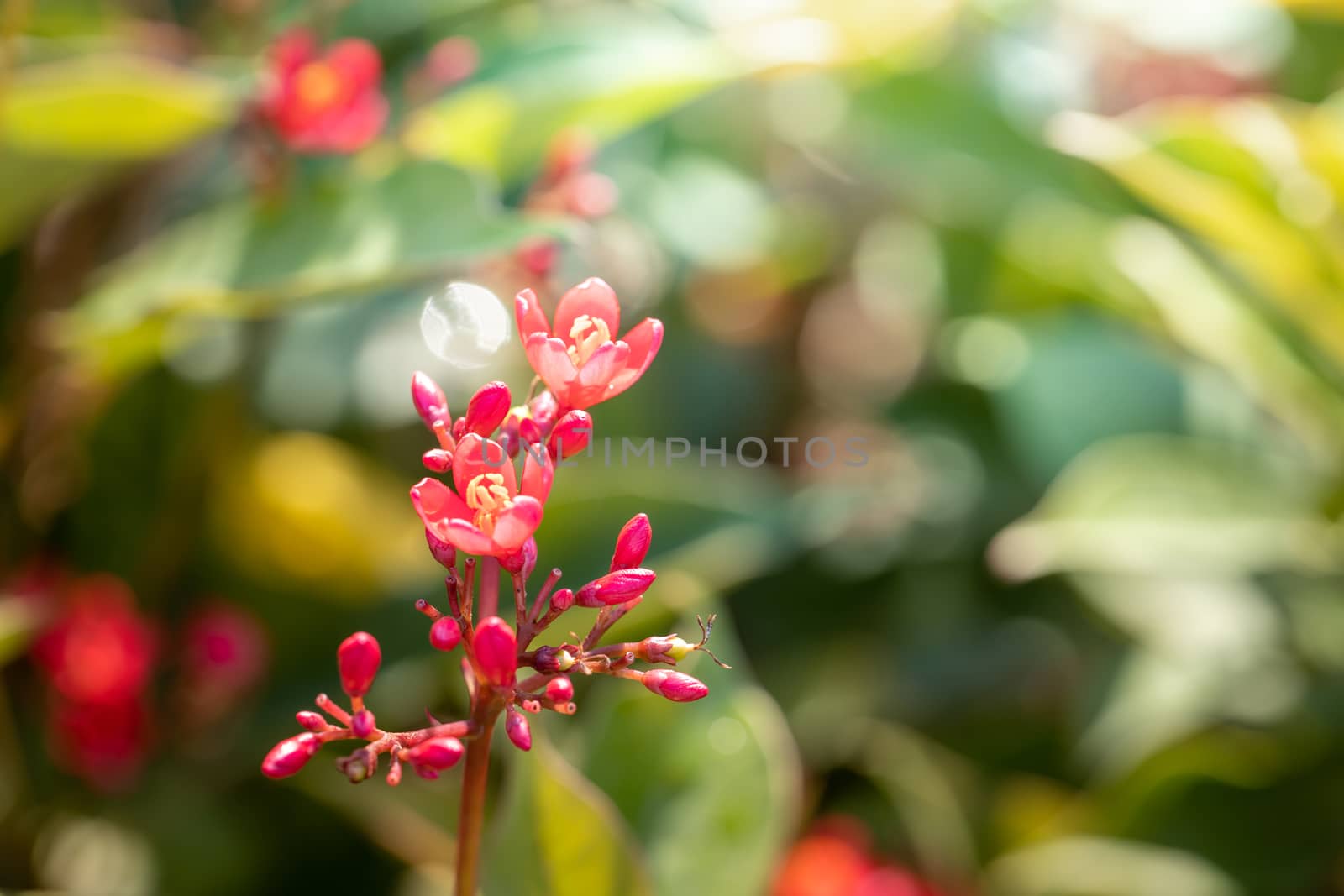The background image of the colorful flowers, background nature