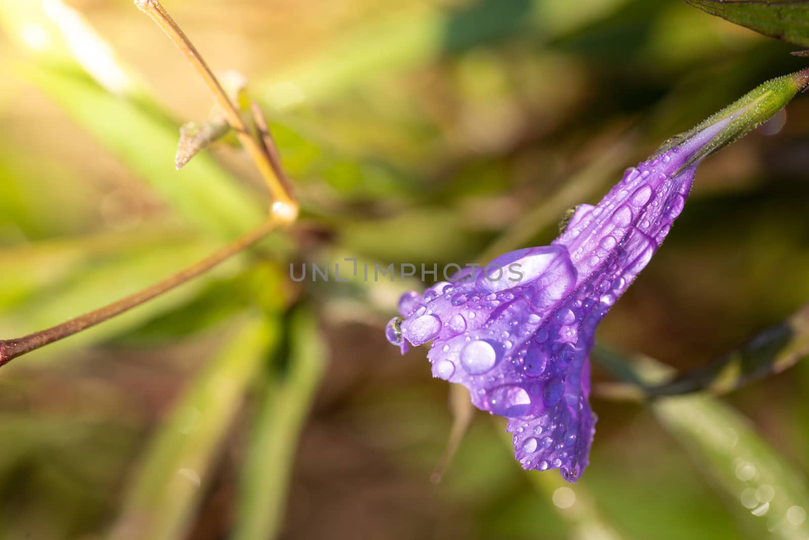 The background image of the colorful flowers, background nature