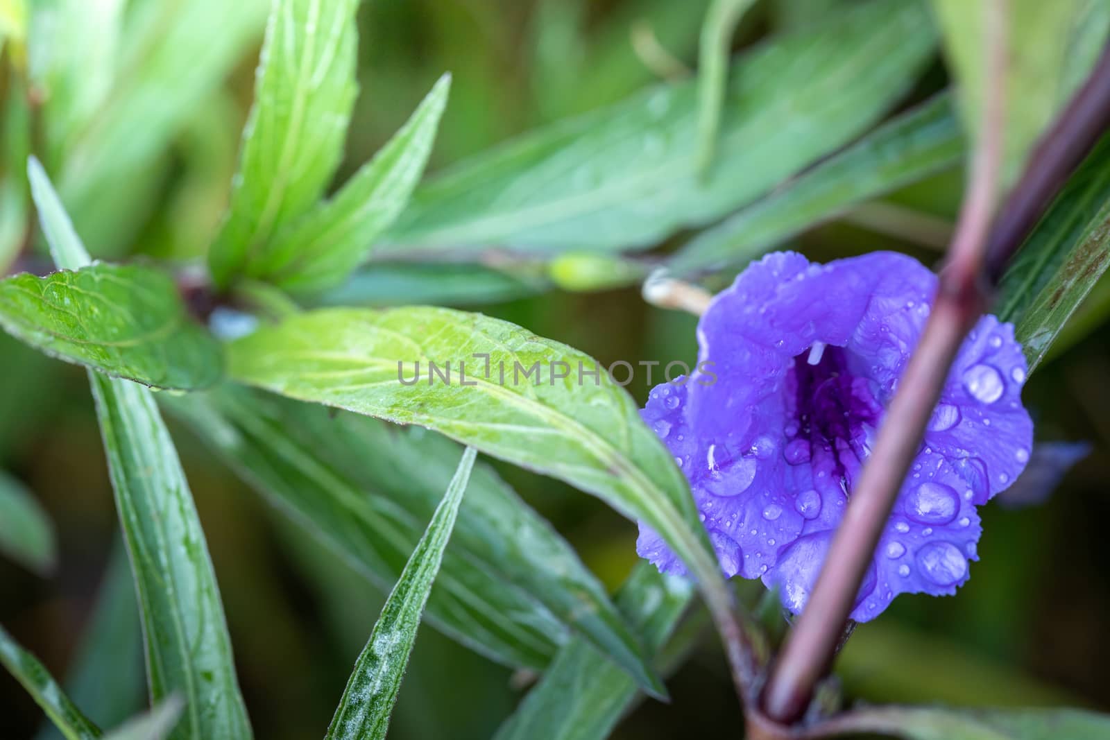 The background image of the colorful flowers, background nature