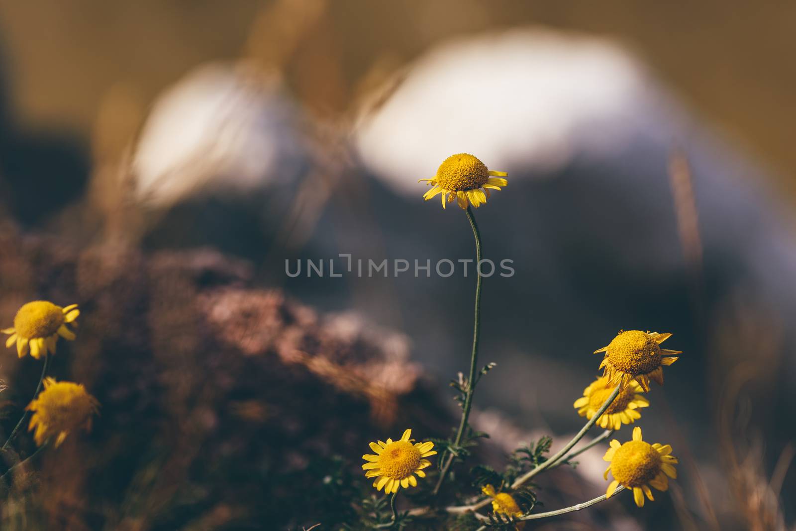 Wild yellow daisy flowers on the cliff