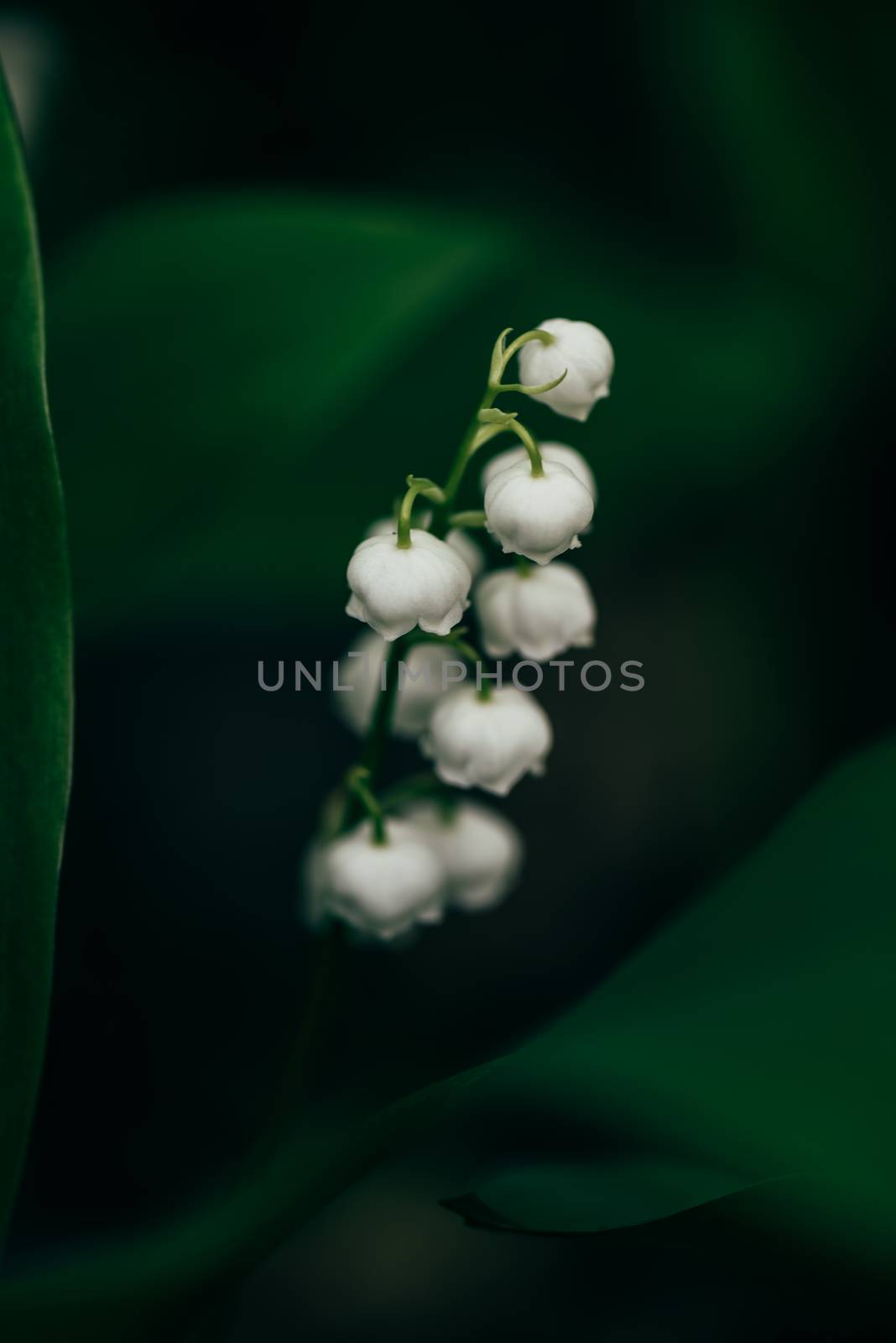 Flower of lily of the valley in forest on a blurred background. Selective focus