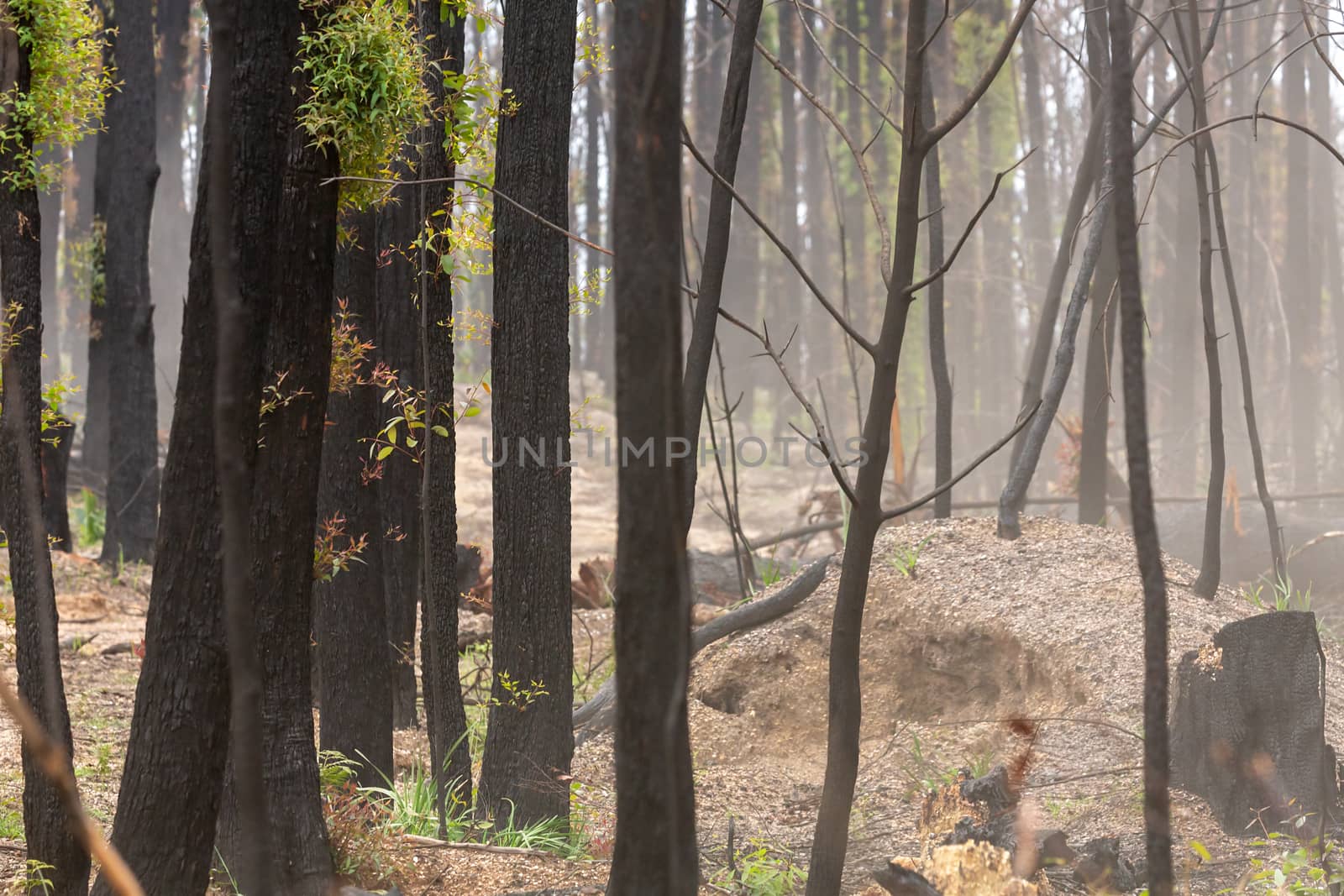 Bush regeneration in the aftermath of bush fires by lovleah