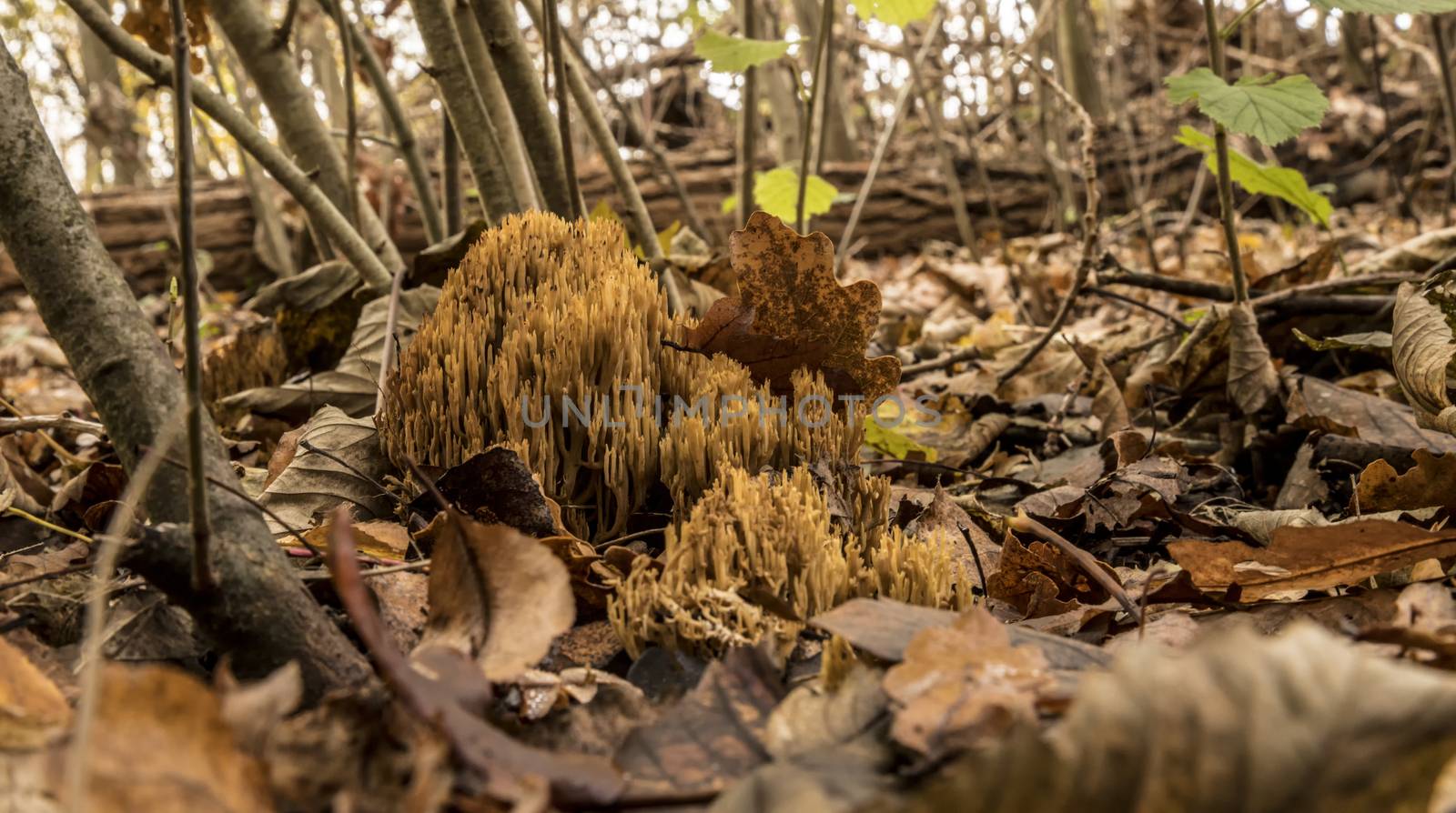view of the Ramaria flaccida fungus in the forest in holland