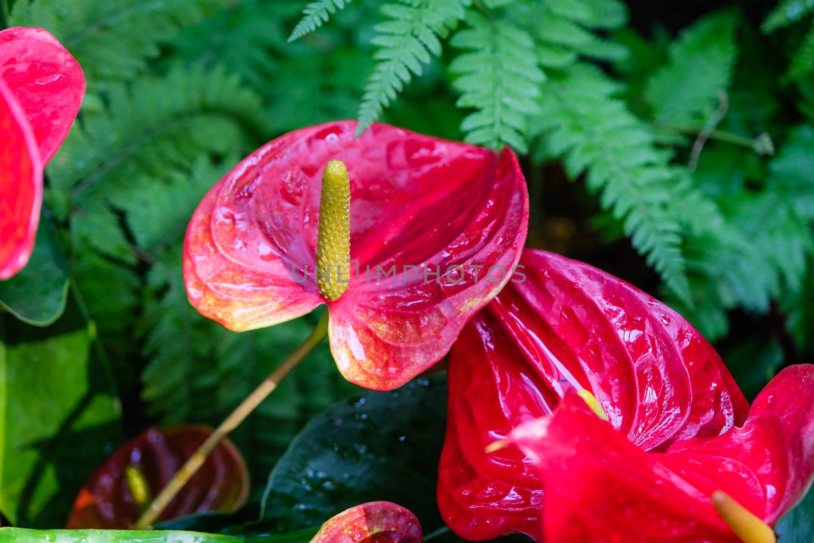 The Anthurium is a red heart-shaped flower. Dark green leaves as a background make the flowers stand out beautifully. Anthuriums have come to symbolize hospitality.