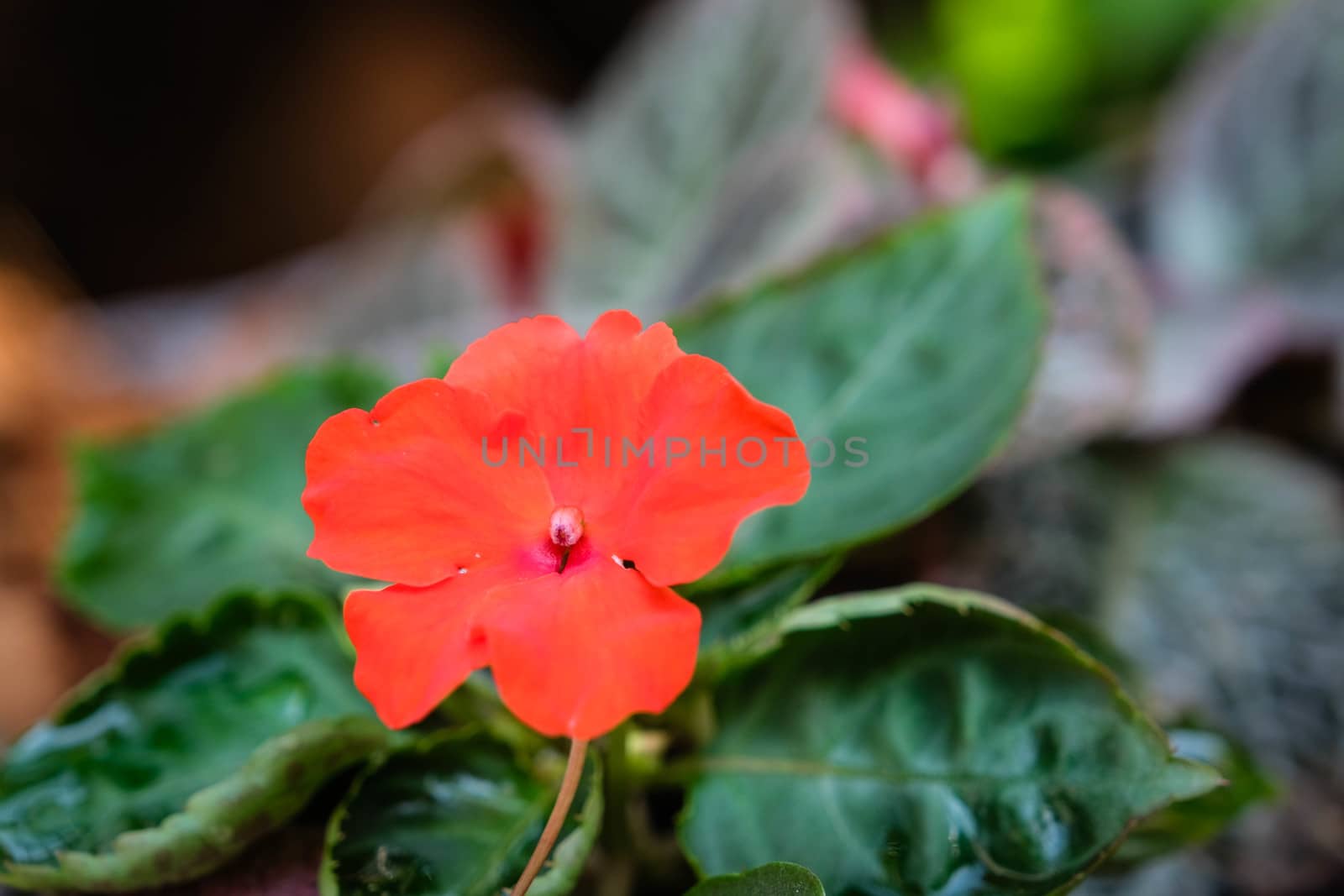 A Red flowers. Blurred background in garden. Close-up