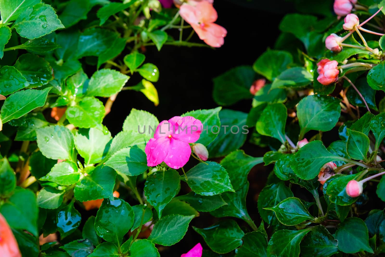 A Photo of pink flower on grass background in soft focus.