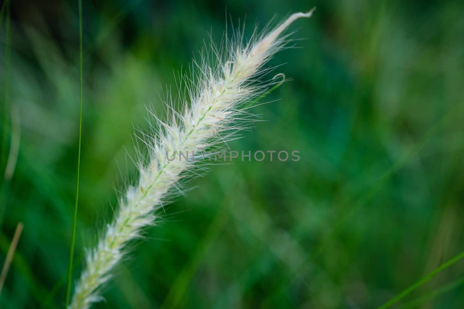 The Communist grass flowers in sunlight. Communist grass flower in sunlight during sunset, Bright shinny flowers with their hair.
