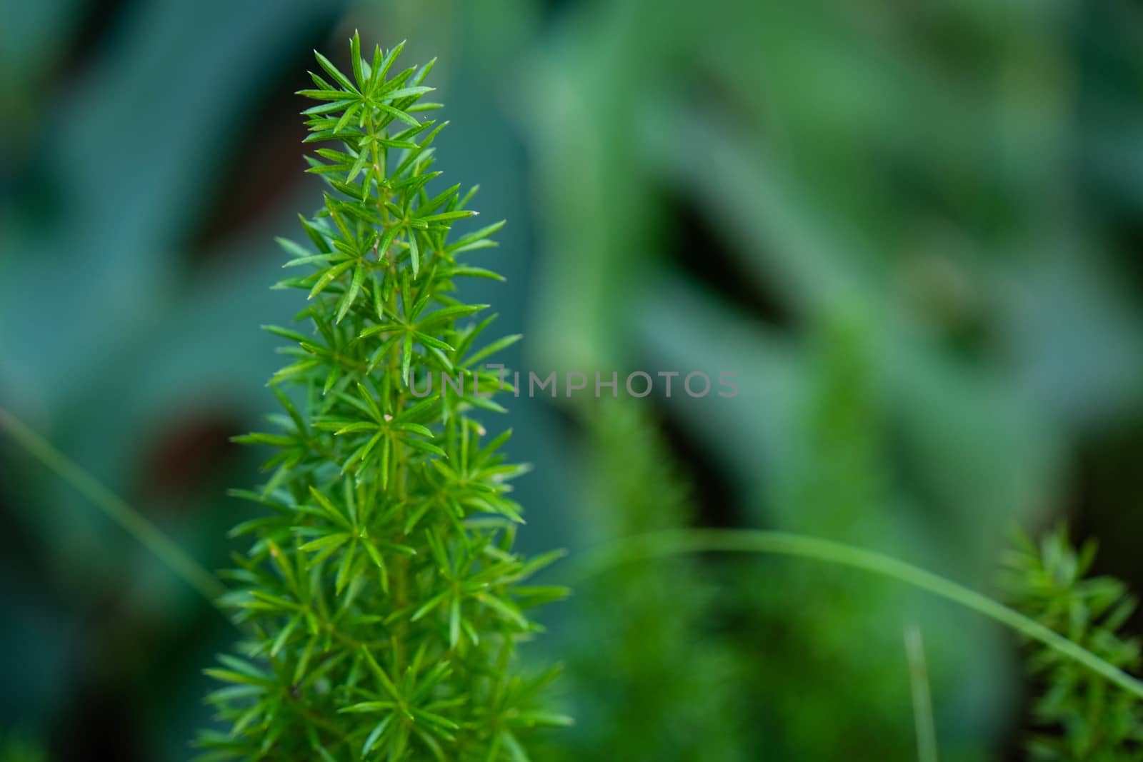 Beautiful Green leave plant in the garden for background use by peerapixs