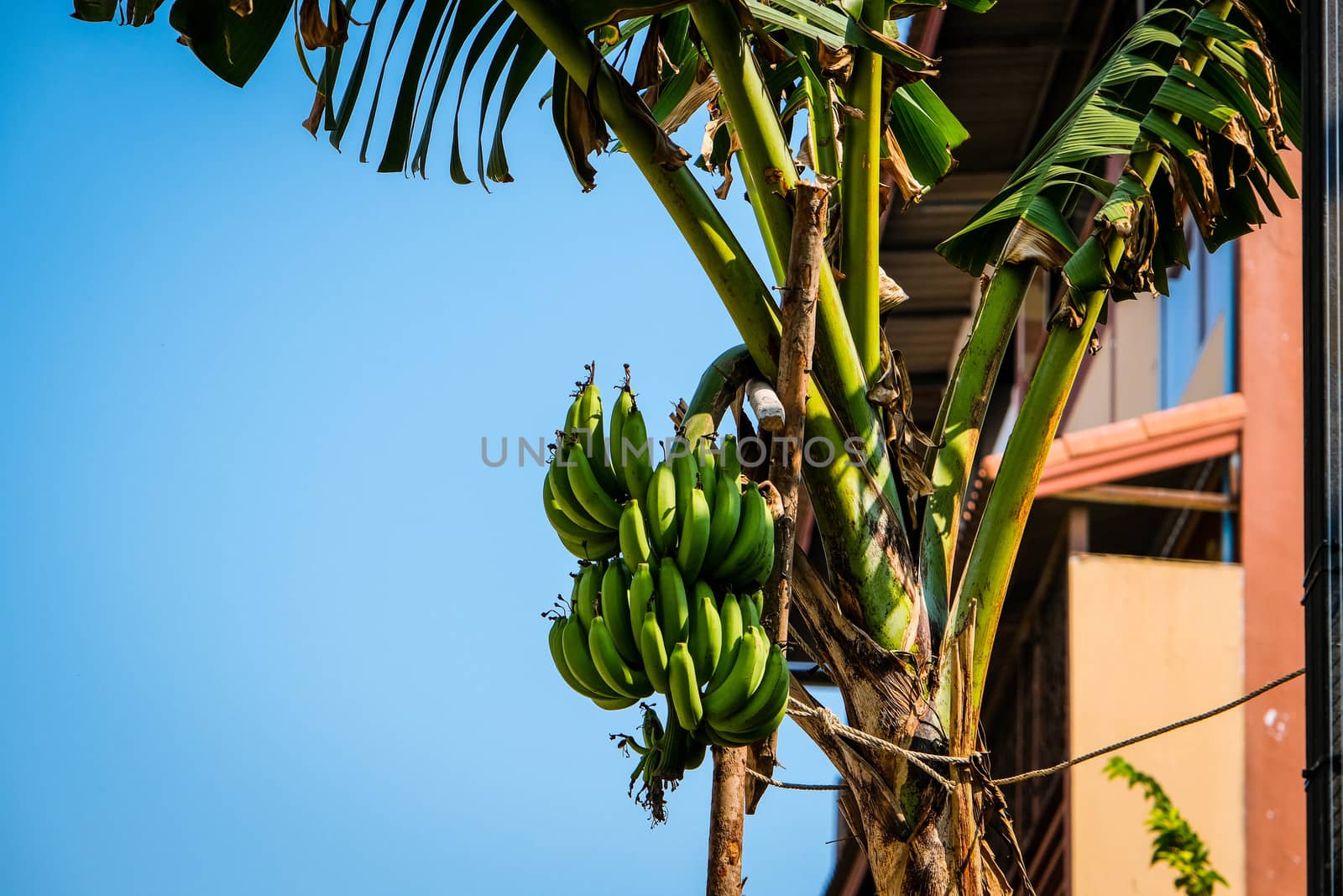 Banana trees with bunch. Selective focus. Organic food and organic farming concept. by peerapixs