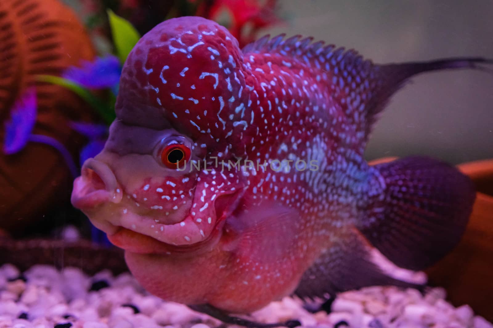 Flowerhorn Fish Aquarium Fish Flower horn Fish Flowerhorn Cichlid Fish isolated on white background This has clipping path. by peerapixs