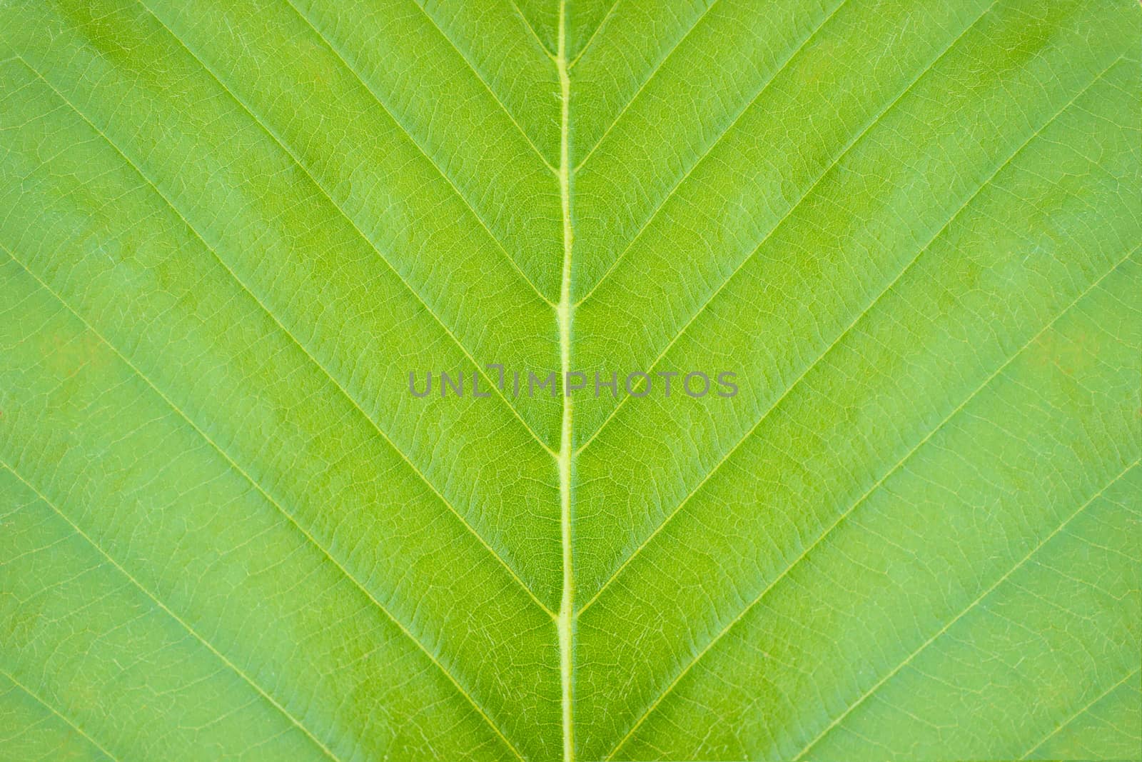 Closeup green leaf texture background in tropical forest. by SaitanSainam