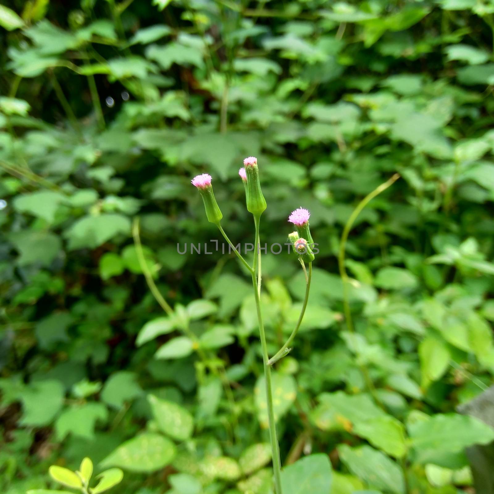 Emilia sonchifolia (lilac tassel flower, Cacalia sonchifolia L.) with natural background