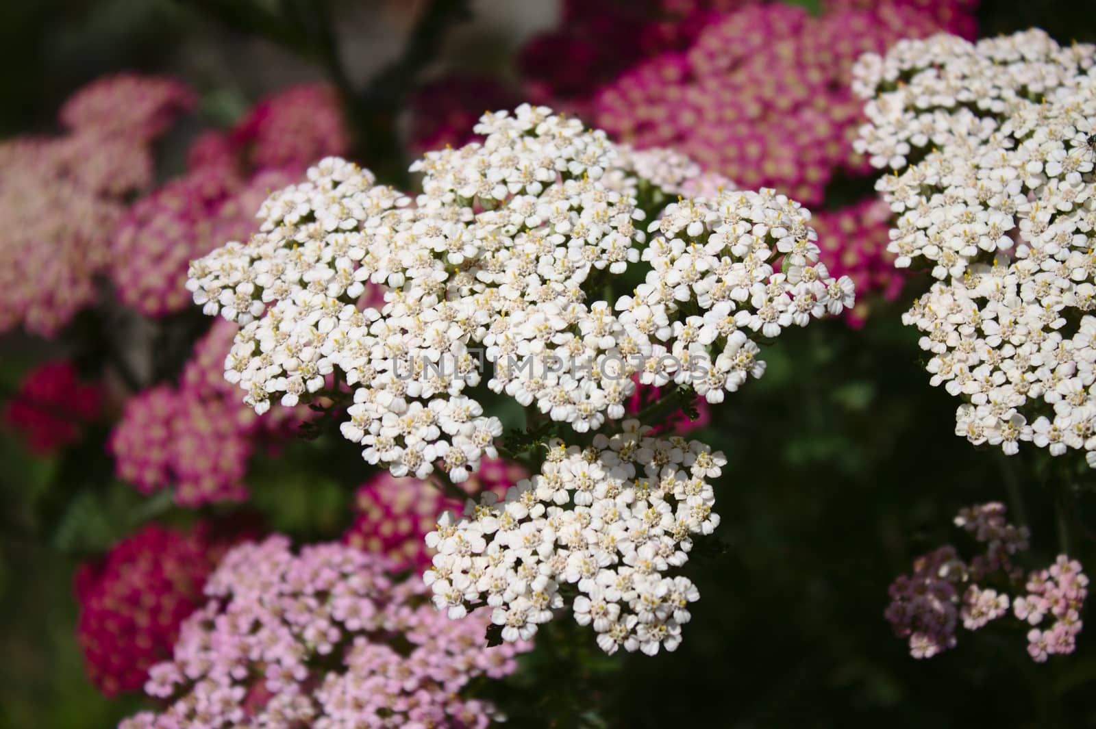 The picture shows a pink and white blossoming yarrow in the garden