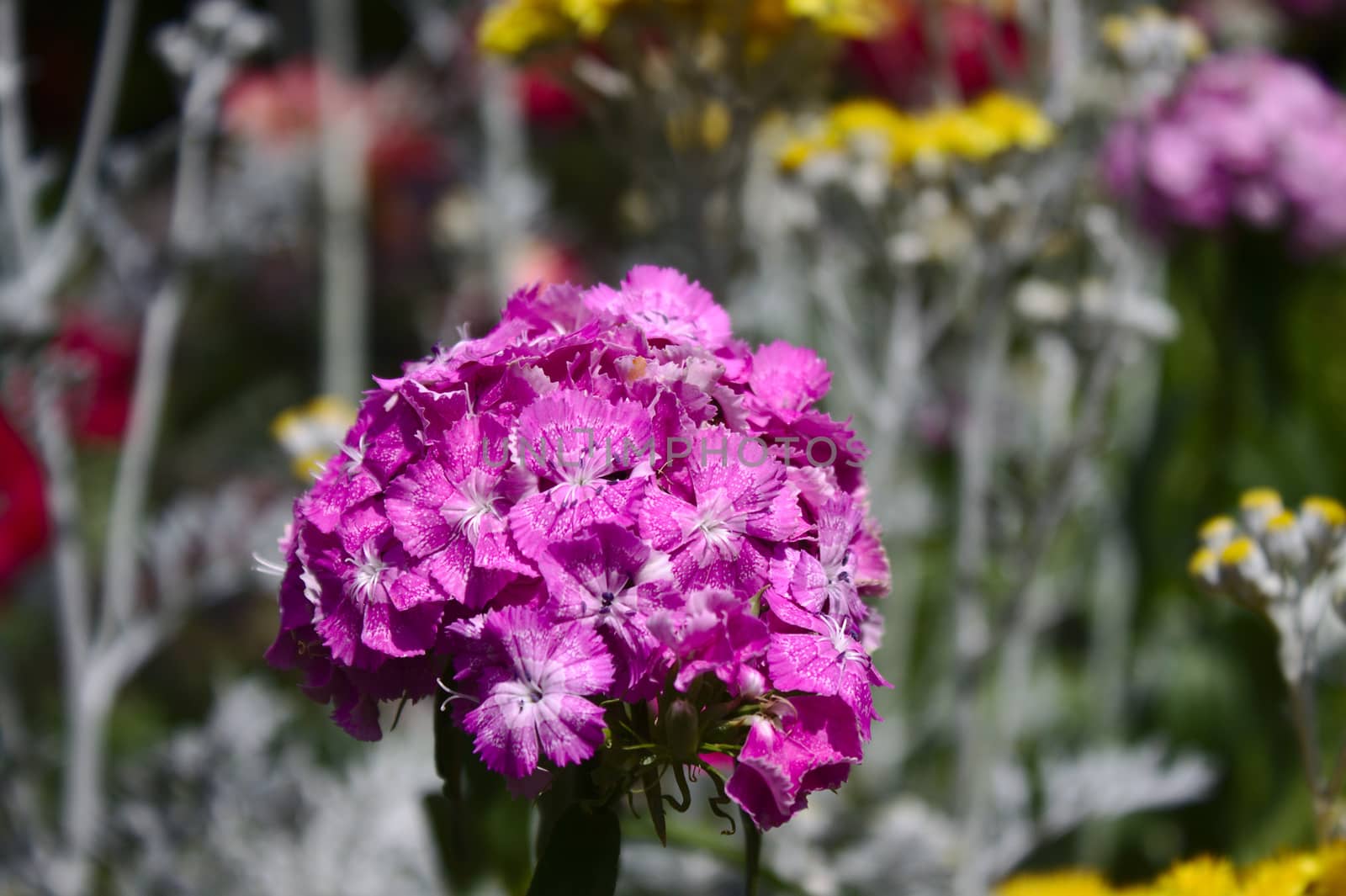 The picture shows pink carnation in the garden