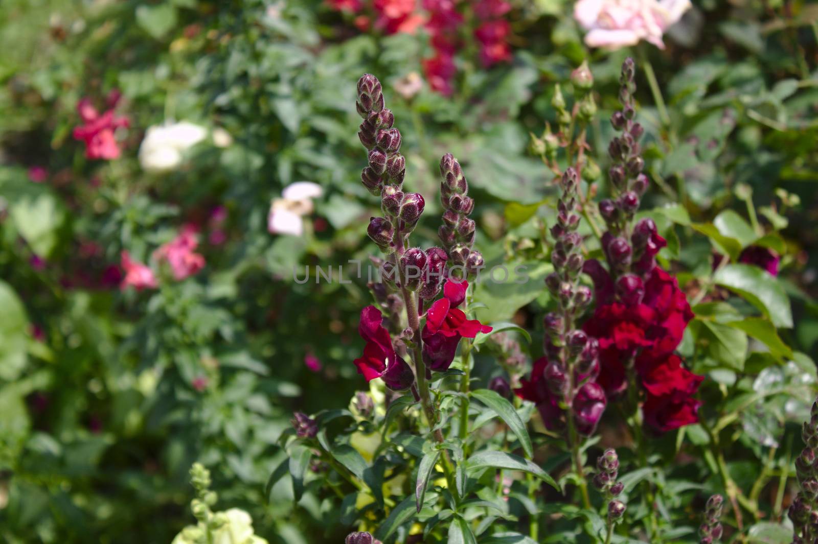 The picture shows red snapdragons in the garden