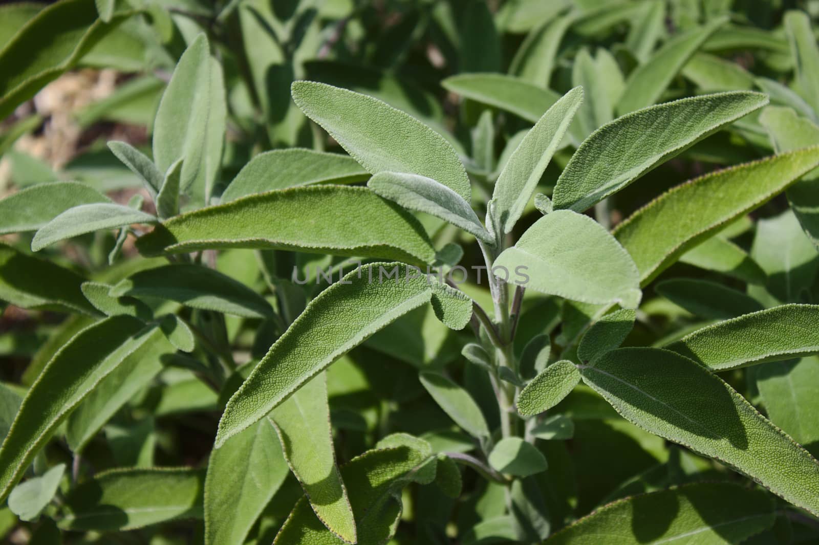 The picture shows healthy sage in the garden