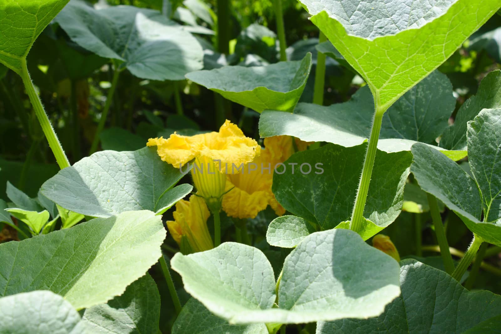 pumpkin plants with blossoms in the summer by martina_unbehauen