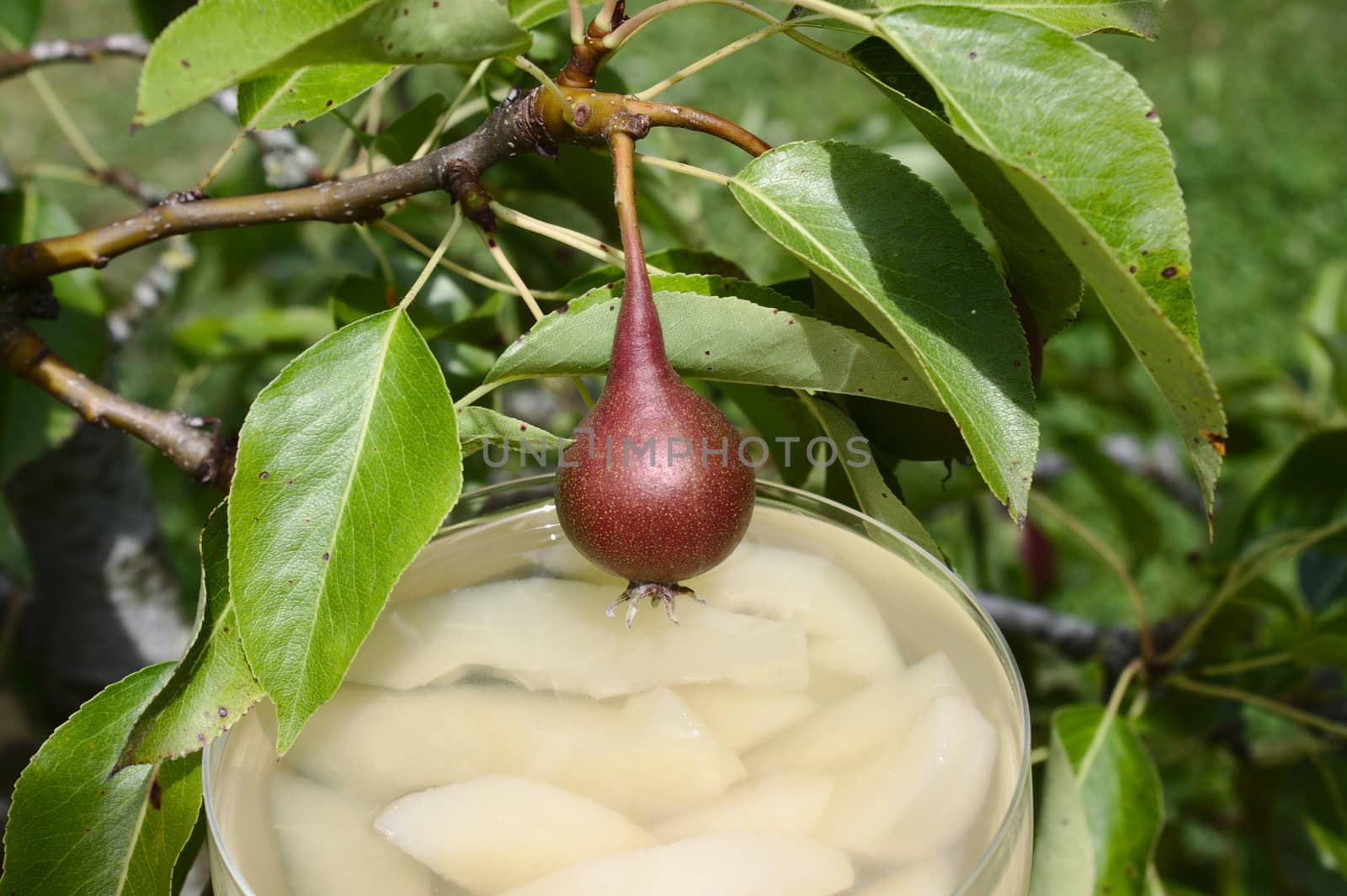 pear dessert on a pear tree by martina_unbehauen