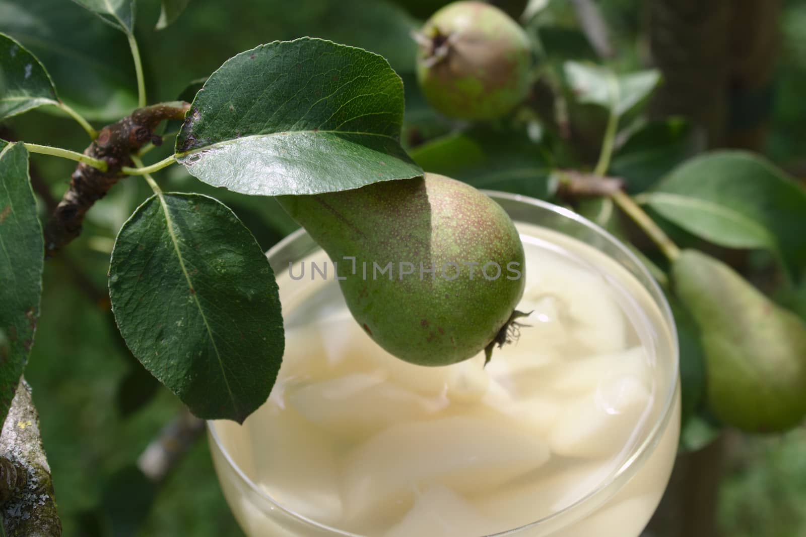 The pictureshows a pear dessert on a pear tree