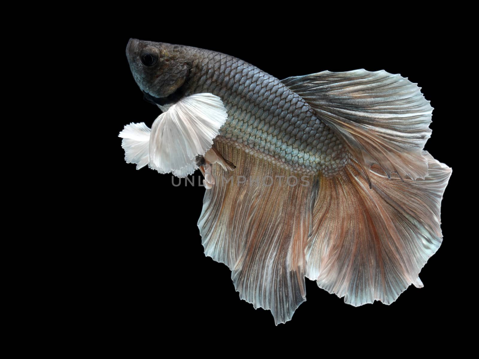 Siamese fighting fish on black background.  by chadchai_k