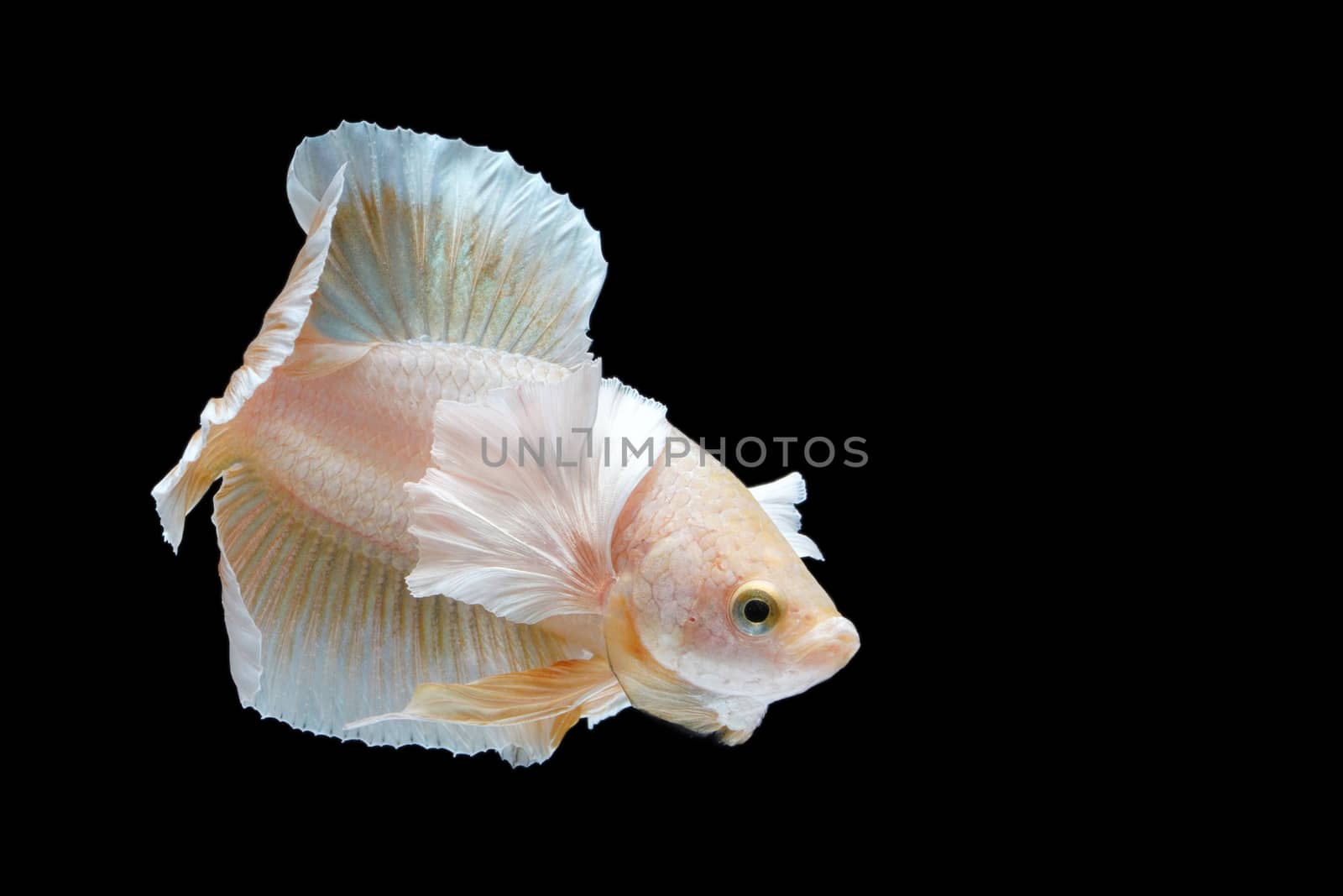 Aggressive fighting fish on black background.          