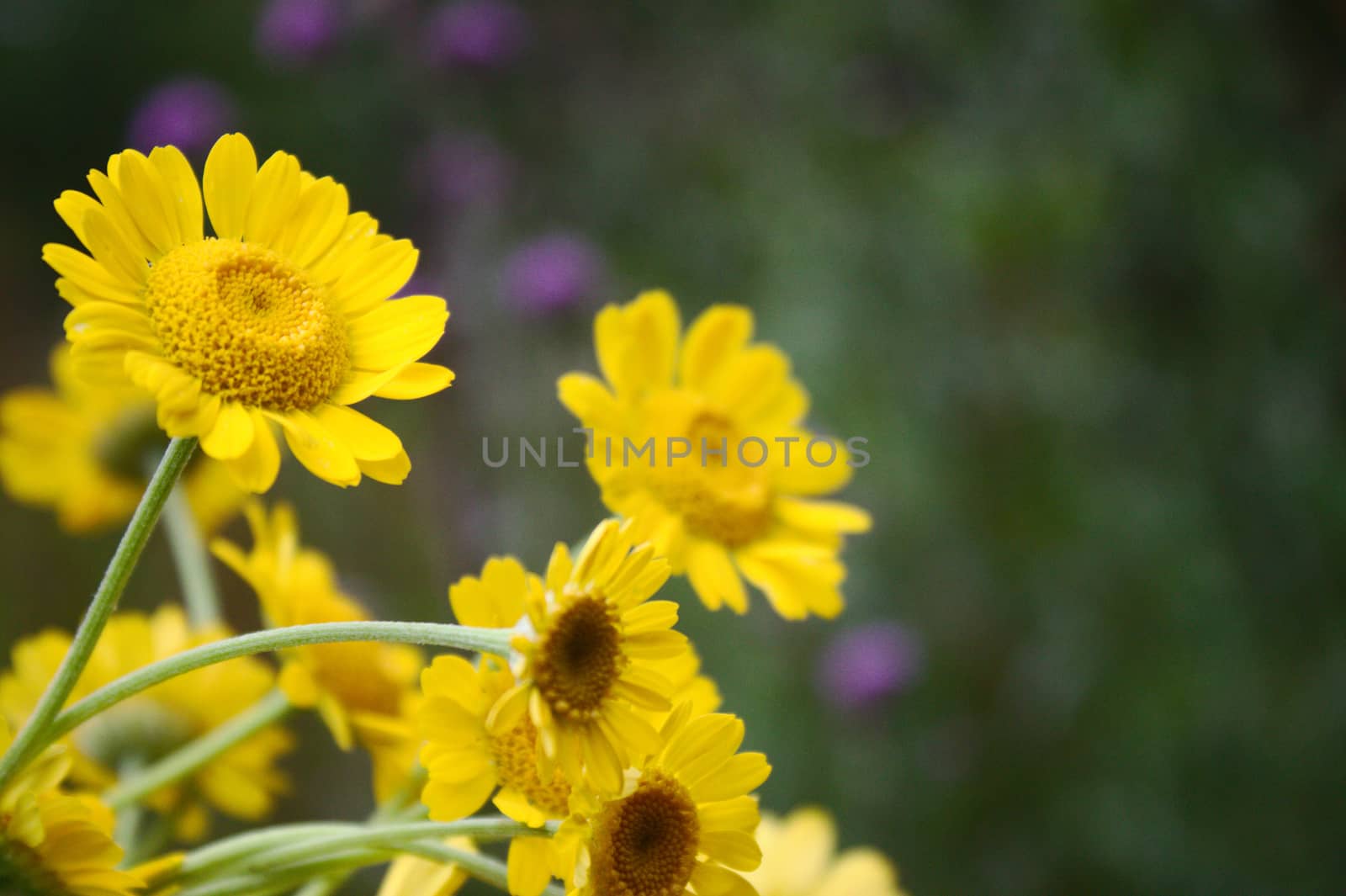 The picture shows yellow flowers in the garden