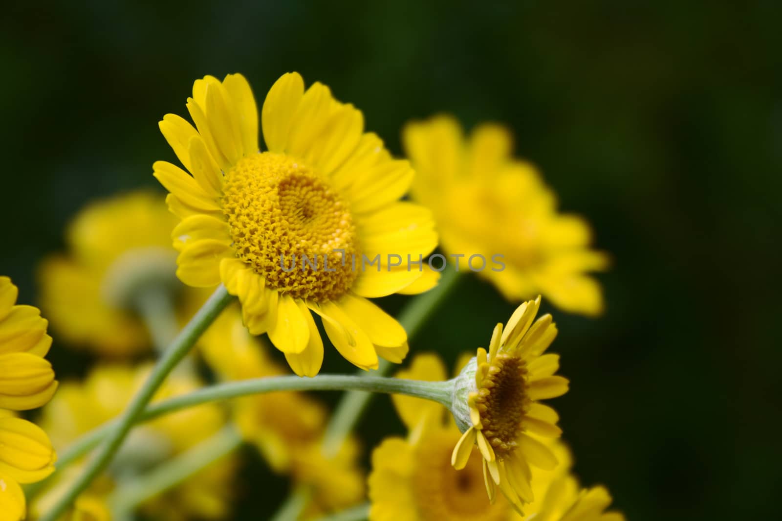 yellow flowers in the garden by martina_unbehauen