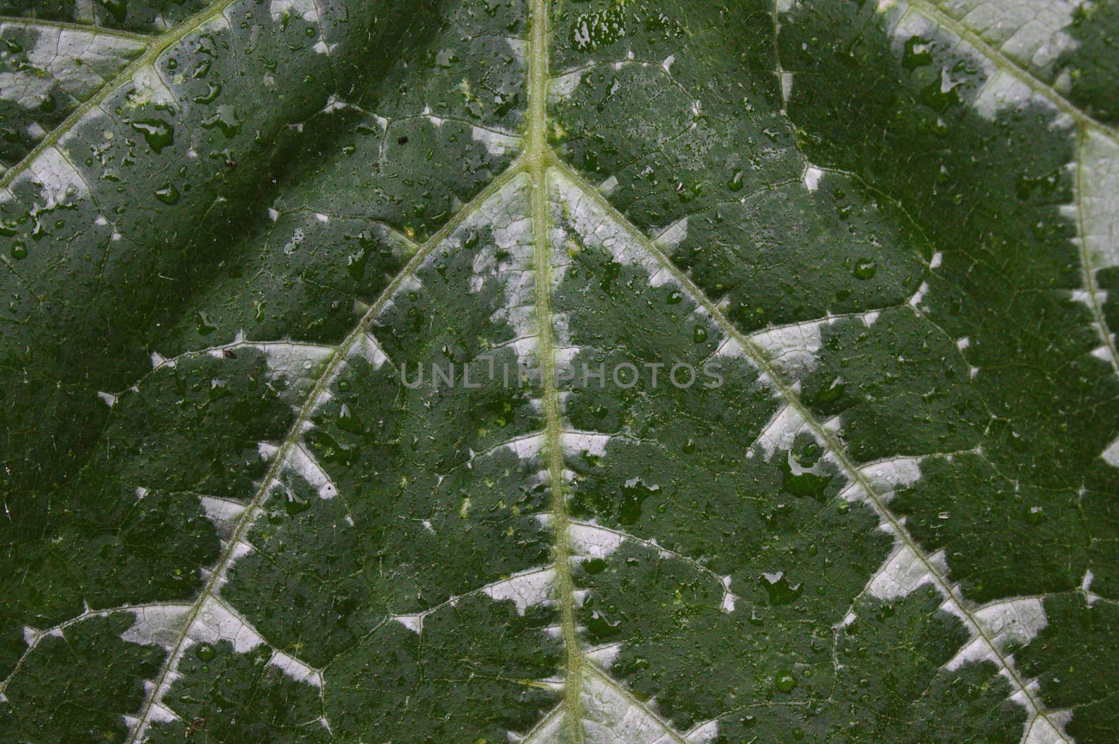 The picture shows a structure of a green leaf