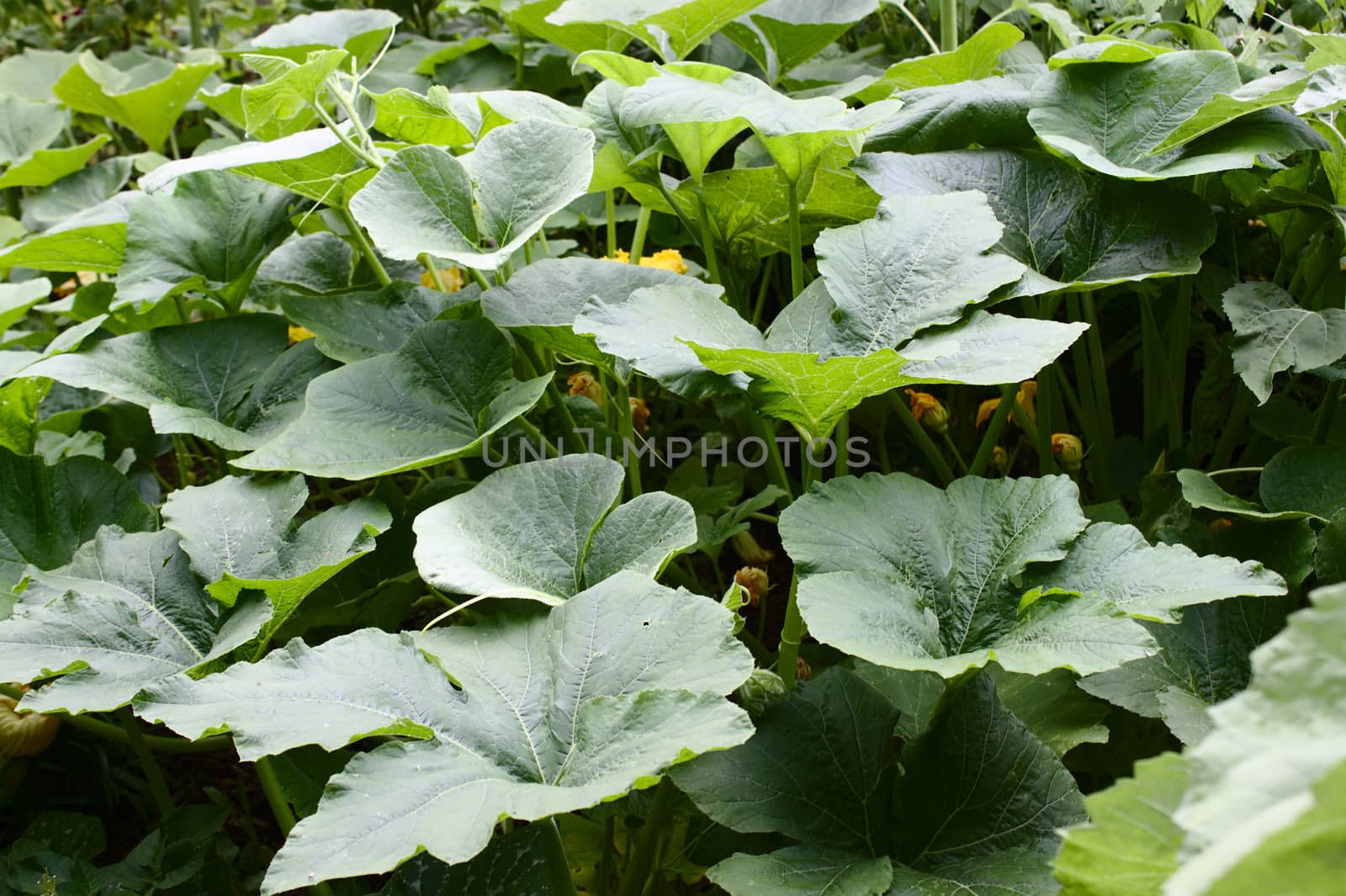 The picture shows pumpkin plants with blossoms in the garden