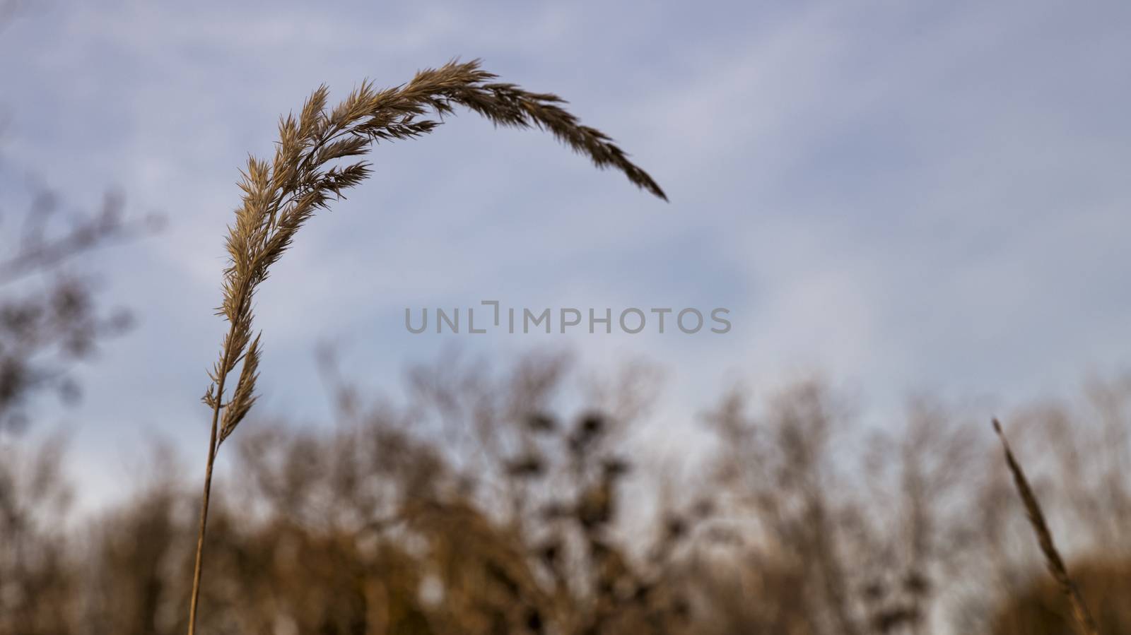 wheat in the field usable for condoleance card because it is a way of rest and sadness