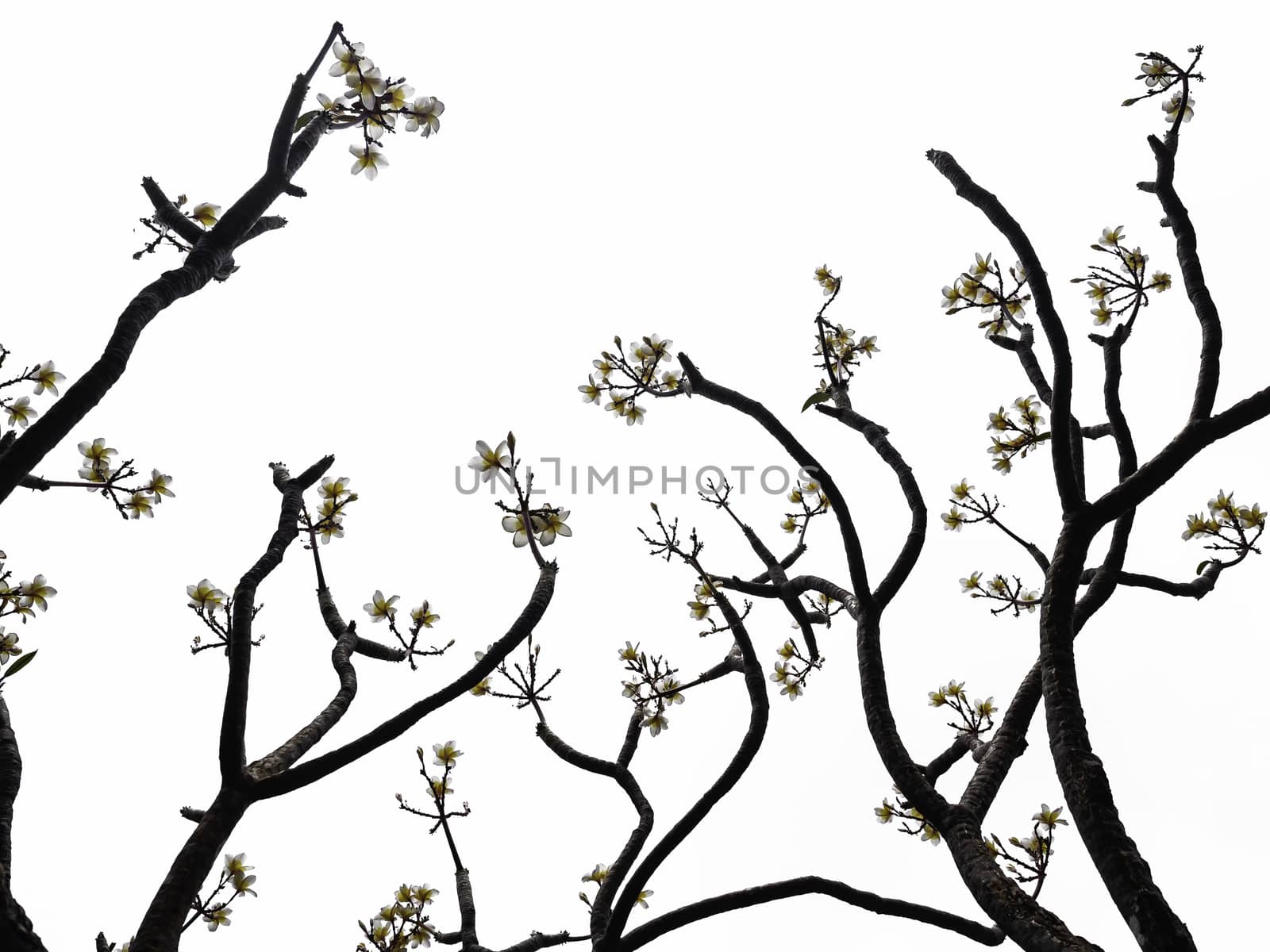 Blooming white yellow frangipani tree on white background with clipping path.