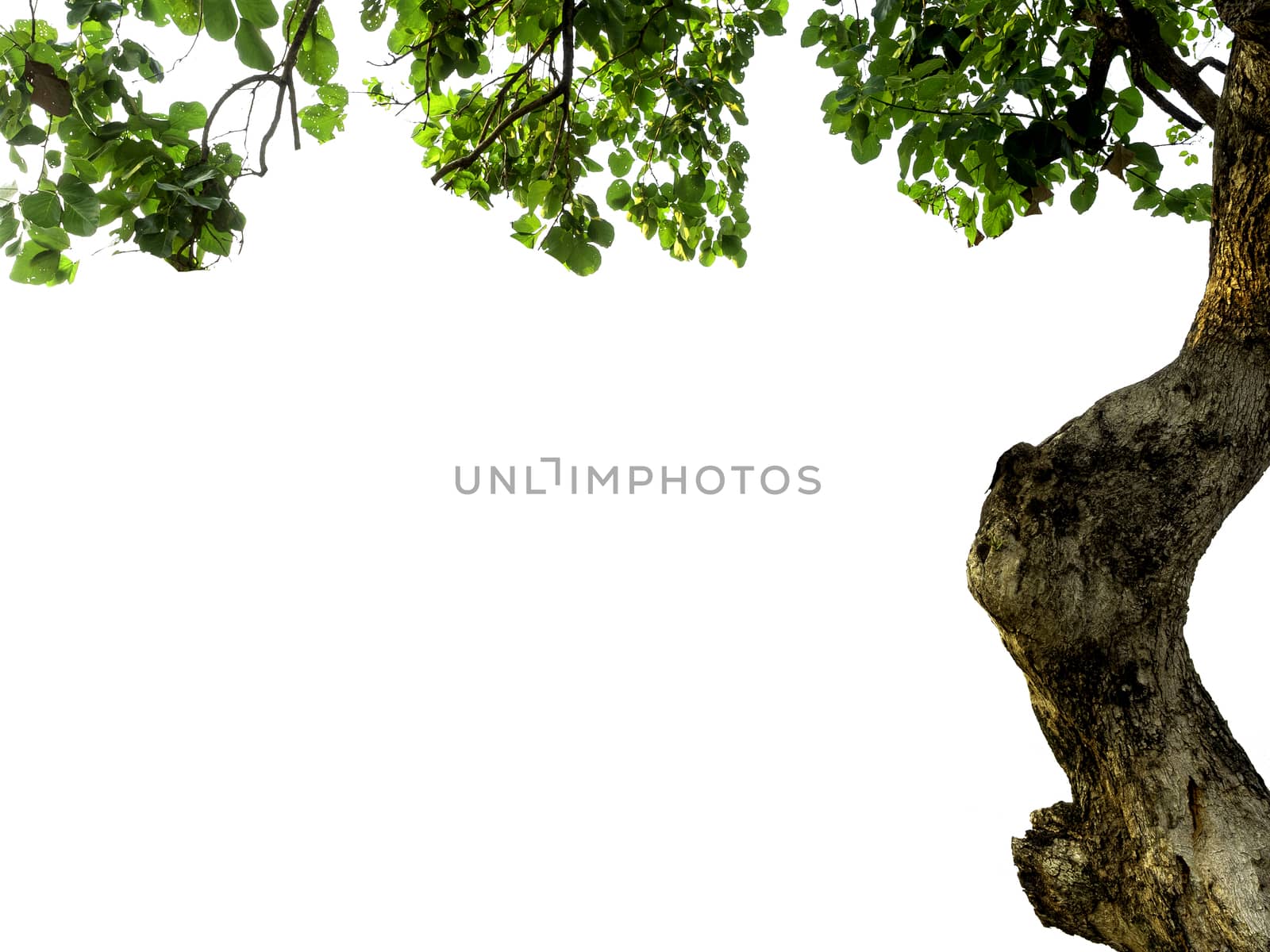 The isolate of the tree part consists of trunks, branches, and leaves on a white background with a clipping path.