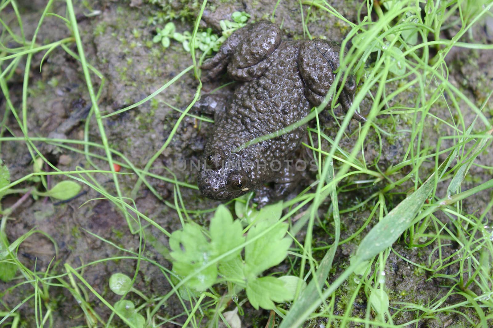 toad on the ground in the forest by martina_unbehauen