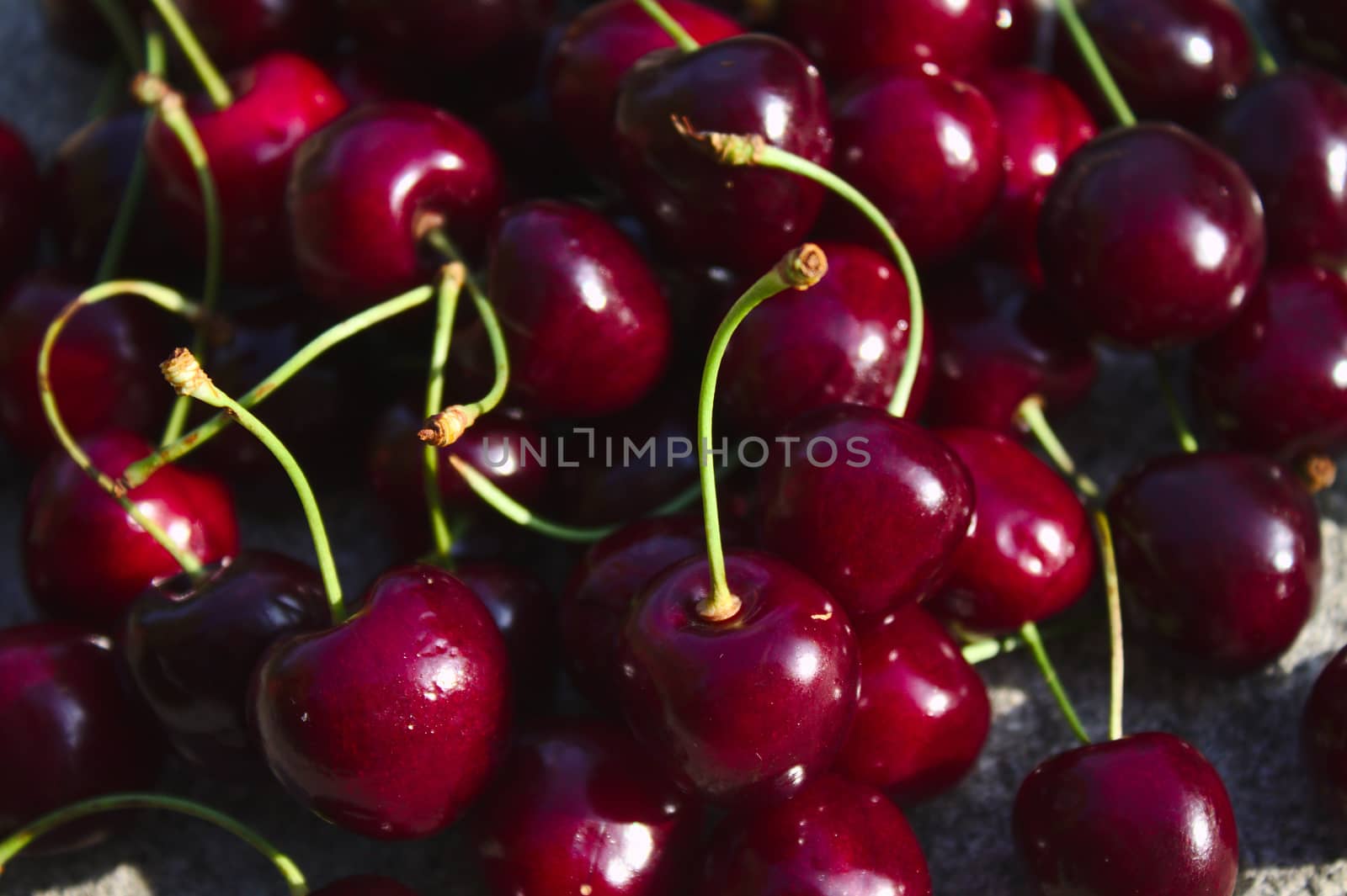 The picture shows many delicious cherries after the harvest