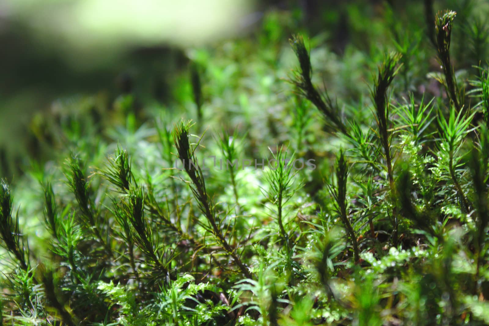 The picture shows green moss in the forest