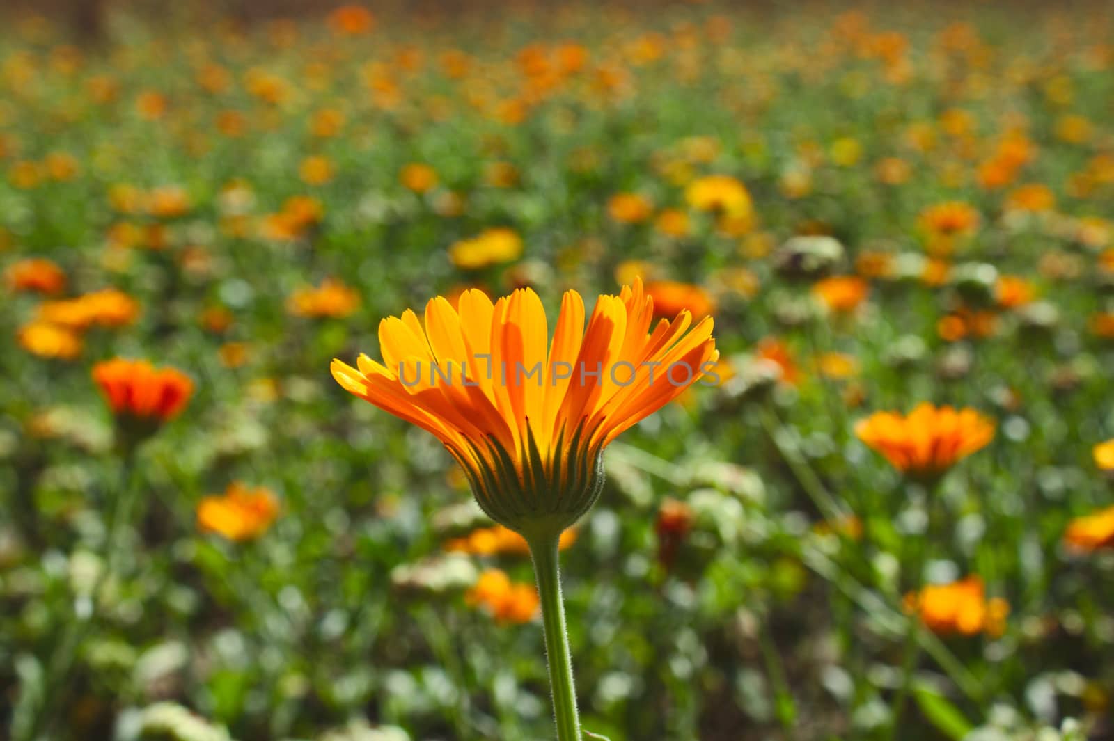 field of marigold in the summer by martina_unbehauen