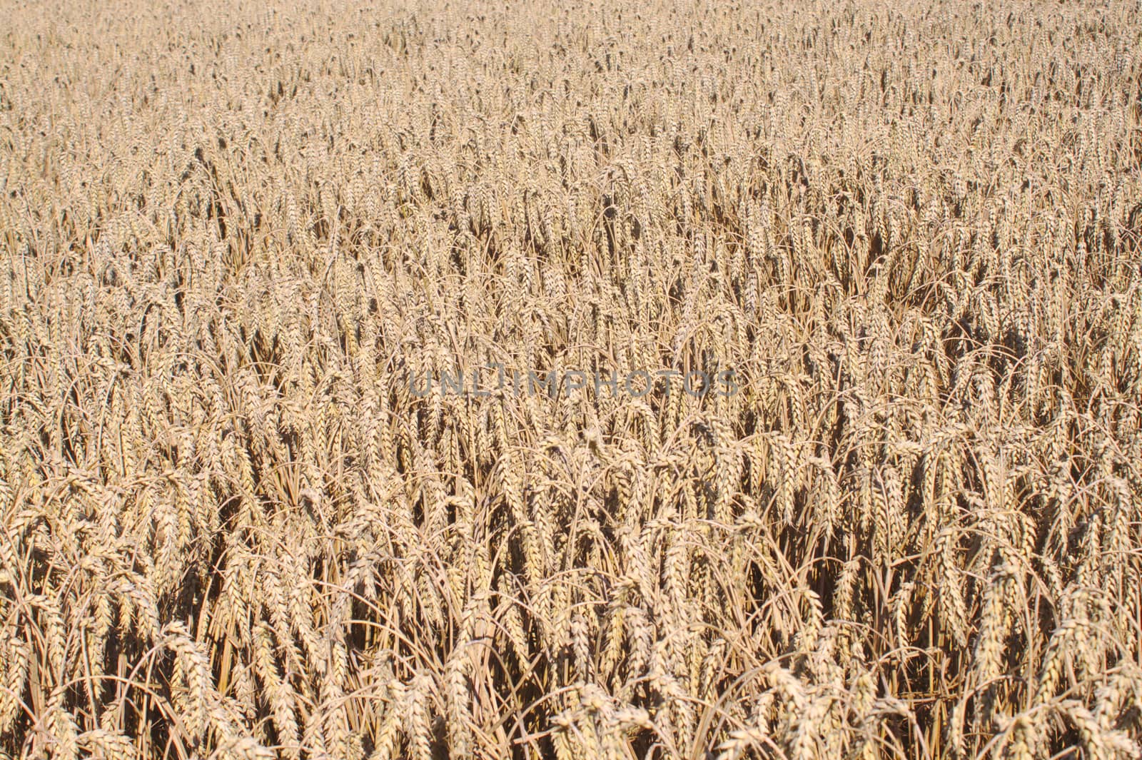 wheat field in the summer by martina_unbehauen