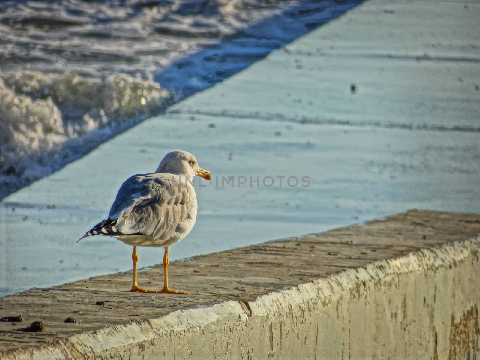 A seagull sunbathing in the summer days near the seacoast.