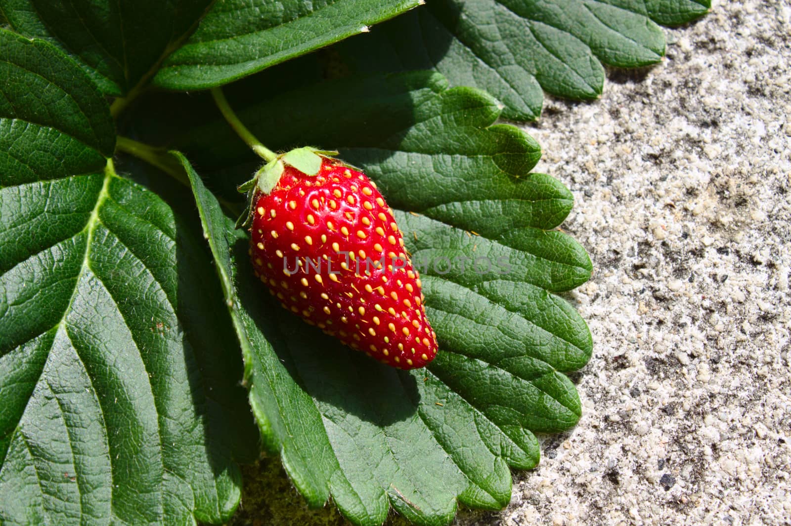 The picture shows a strawberry on strawberry leaves