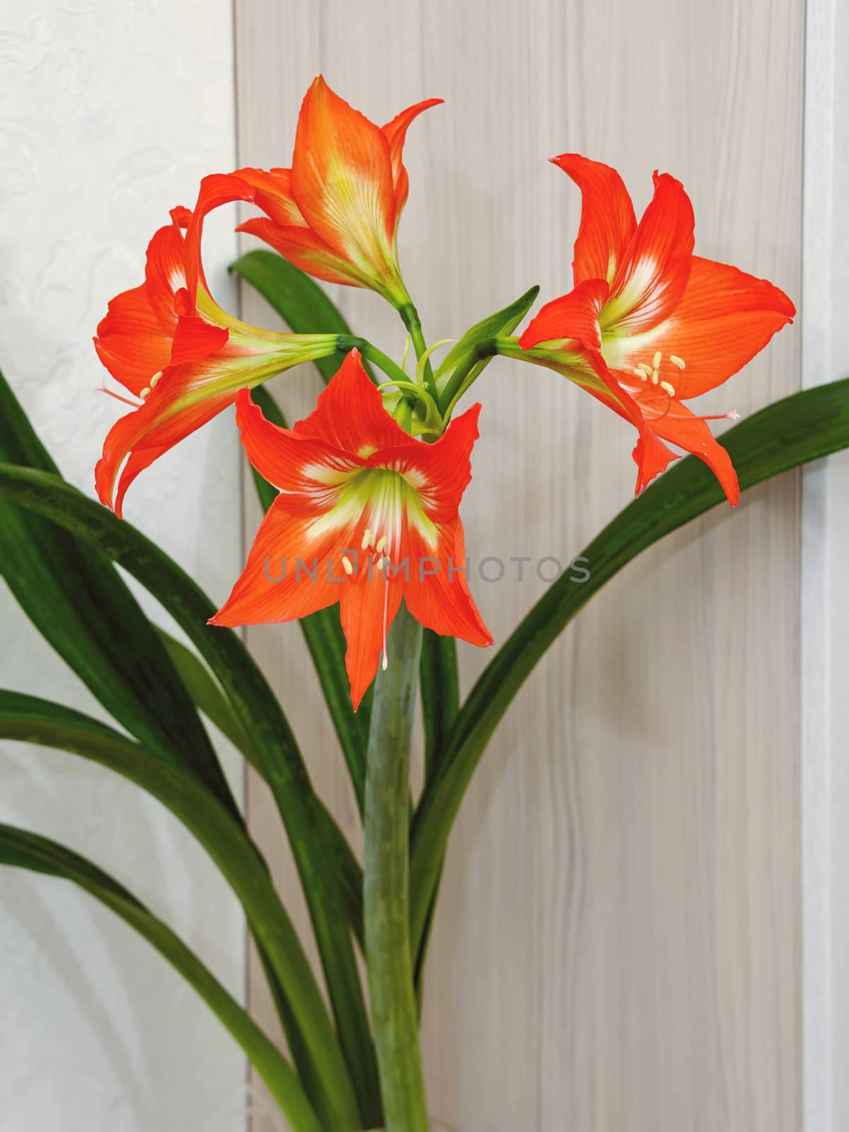 Hippeastrum, bright, red and orange with a white-green core, blossomed in four large flowers on a thick green stem. by vladali