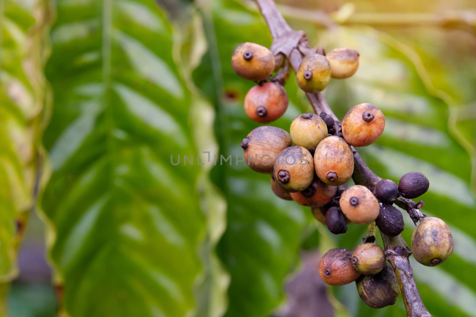 Coffee beans ripening, fresh coffee beans on coffee tree