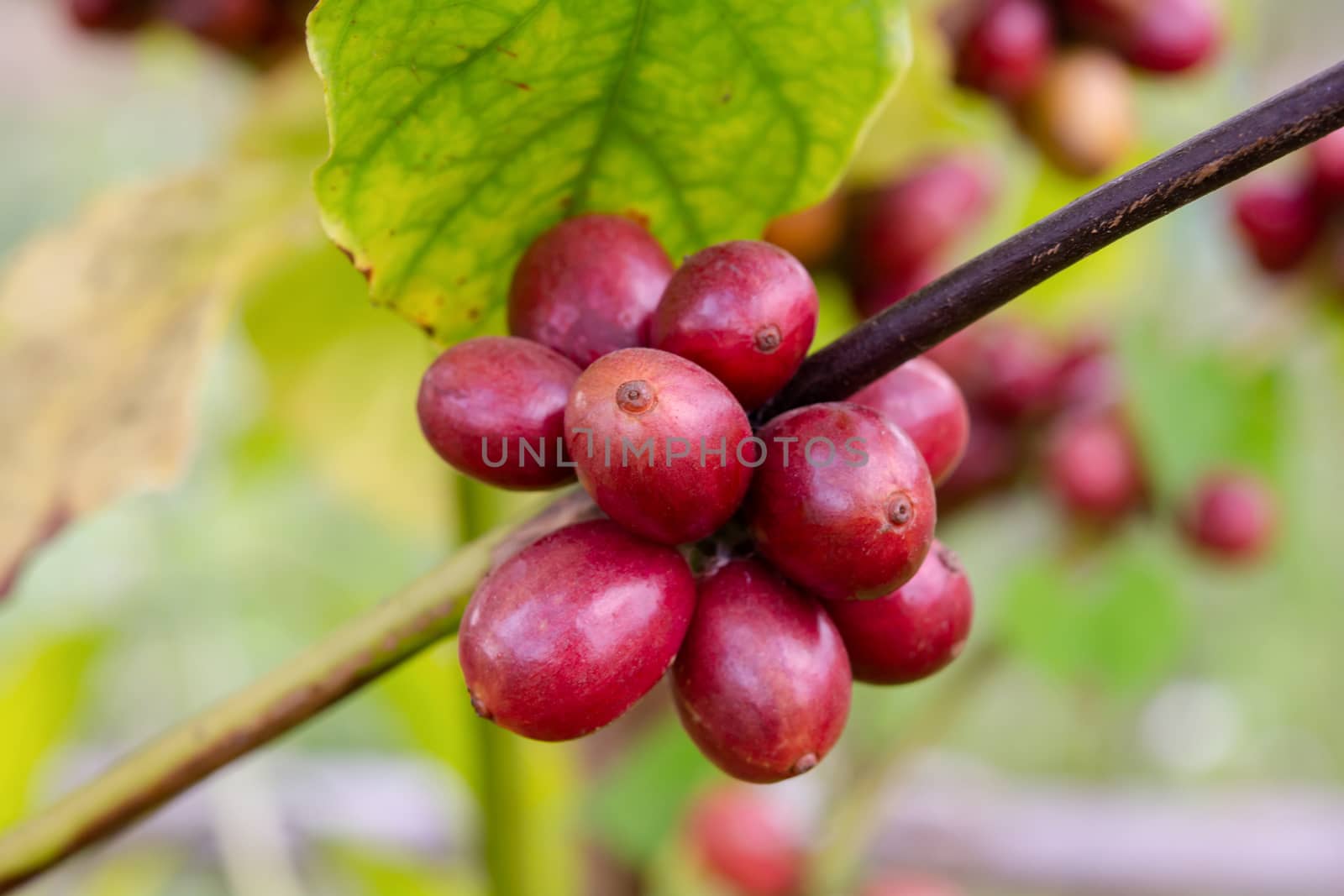 Coffee beans ripening, fresh coffee beans on coffee tree